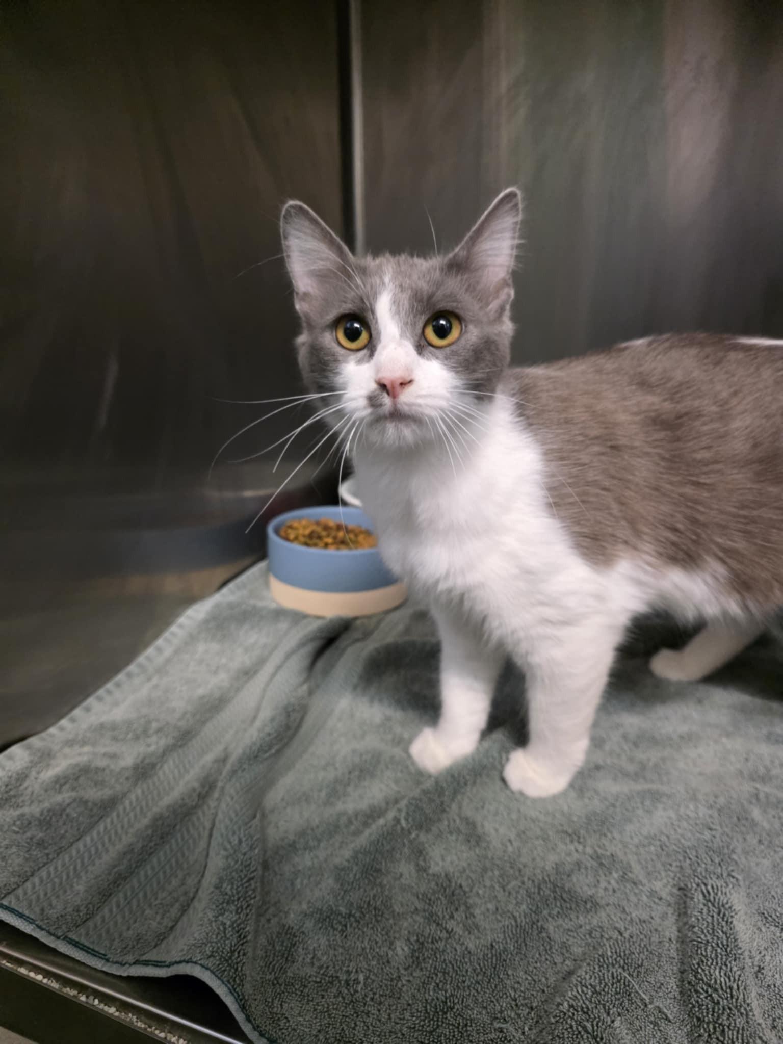 Linzy, an adopted Domestic Medium Hair in Umatilla, FL image 2/2