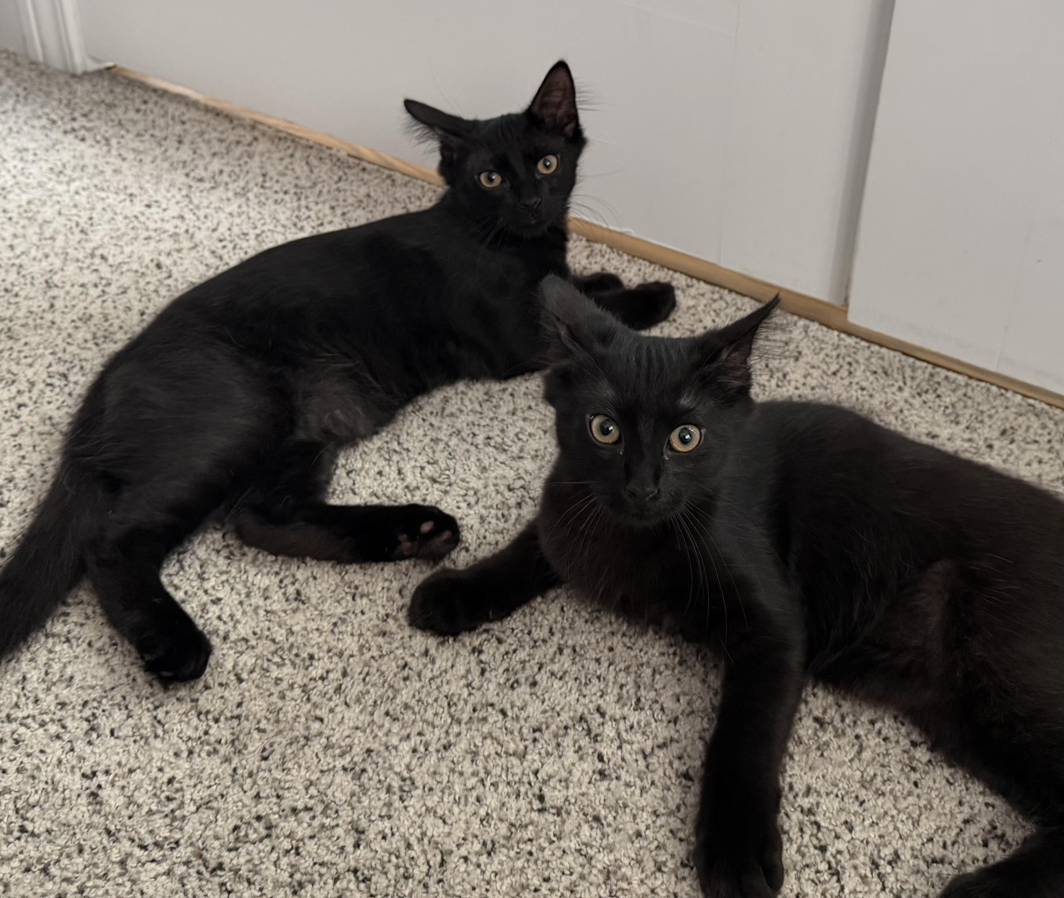 Dorito (siblings are Cheeto & Frito), a ADOPTABLE Domestic Medium Hair in Brighton, MI image 2/3
