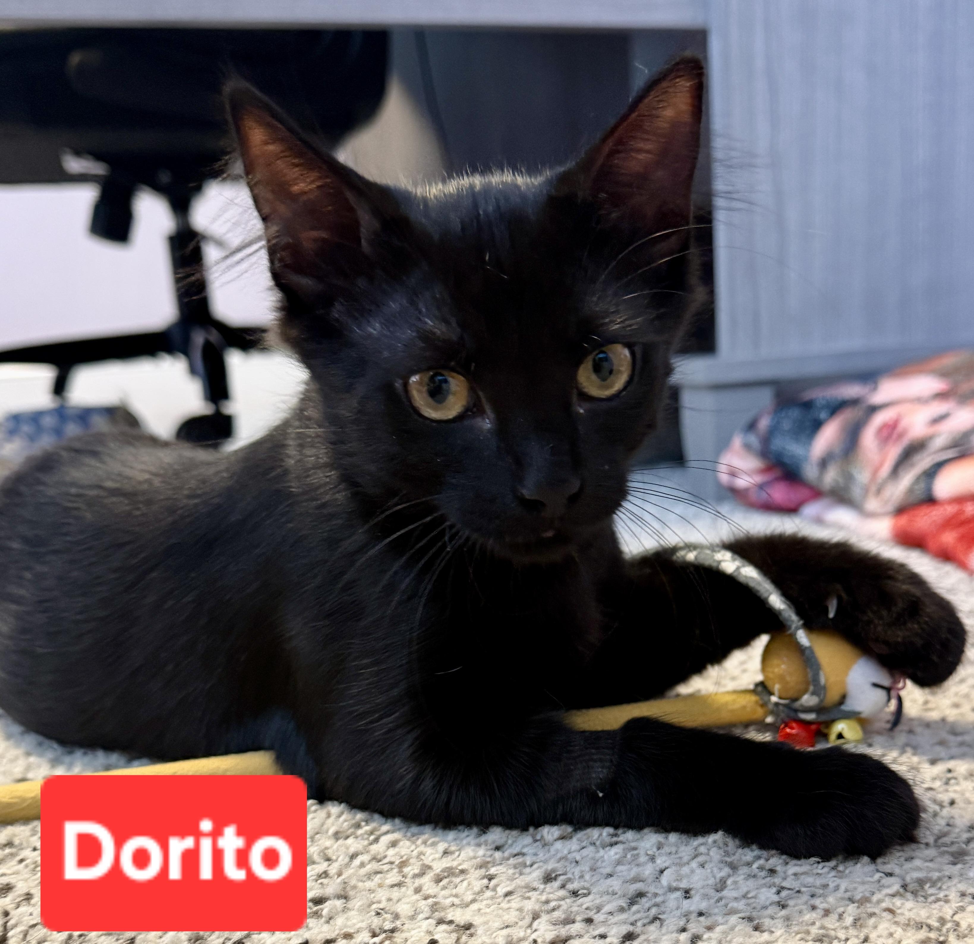 Dorito (siblings are Cheeto & Frito), ADOPTABLE, Kitten Male Domestic Medium Hair.