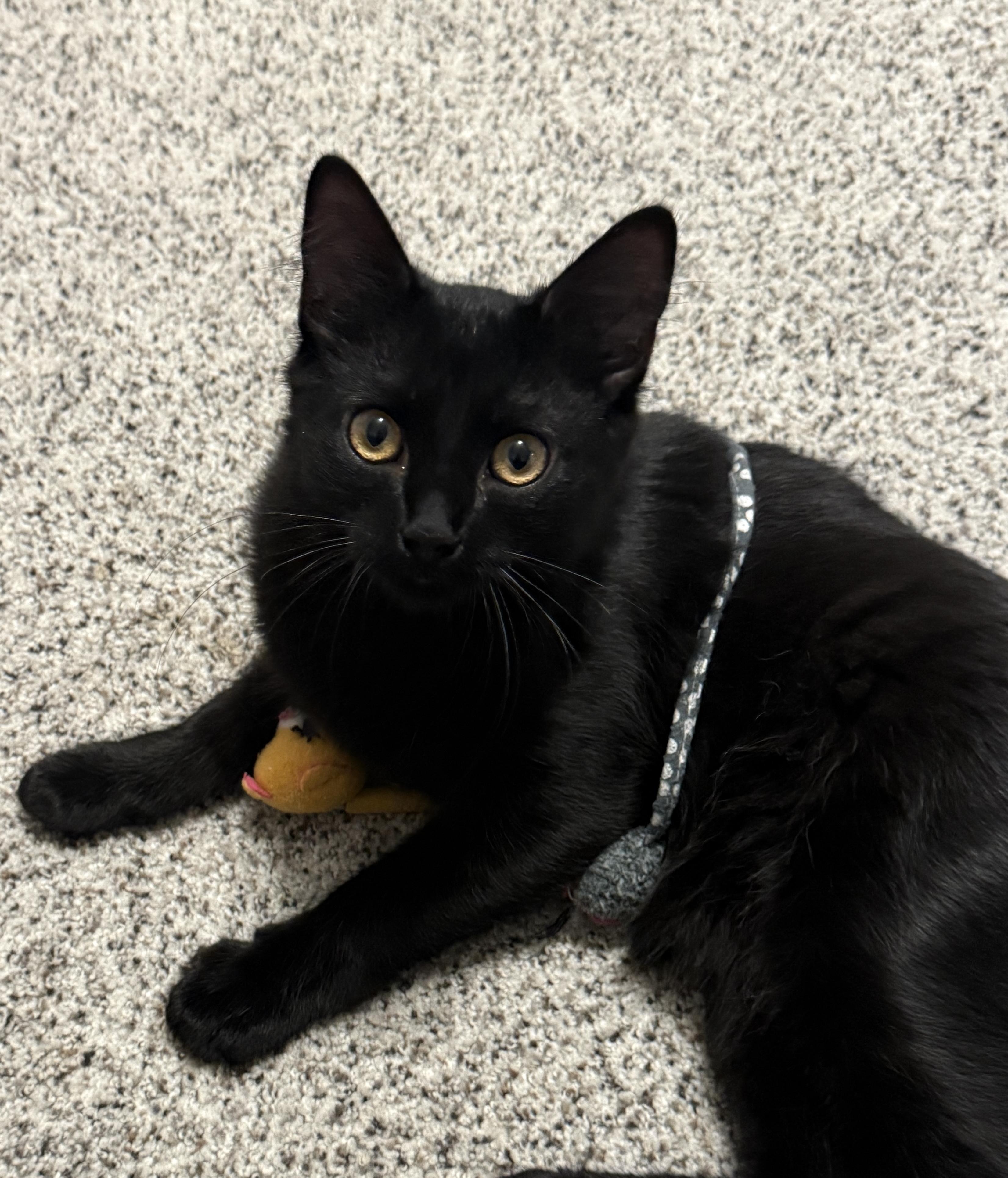 Dorito, ADOPTABLE, Kitten Male Domestic Medium Hair.
