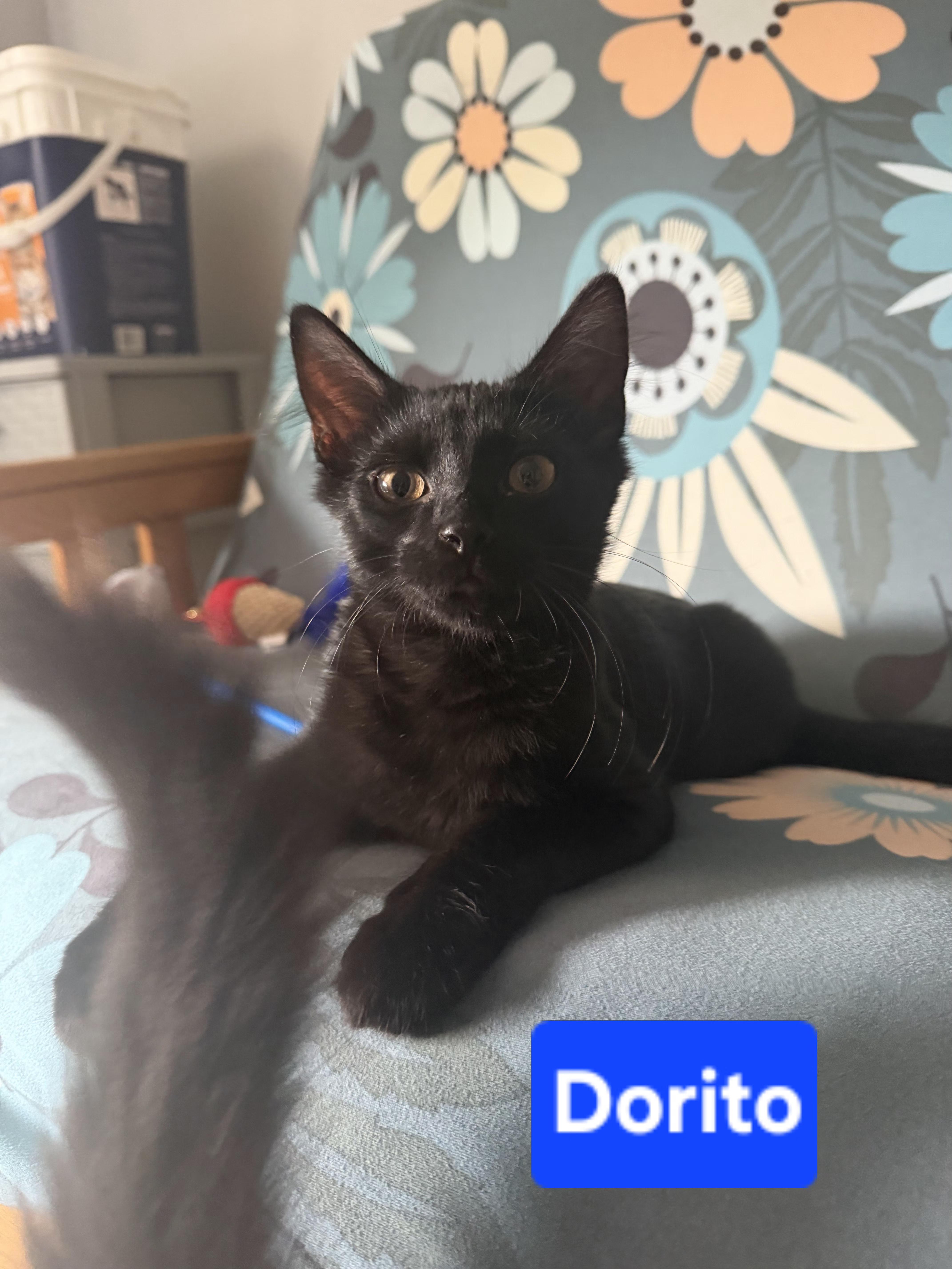 Dorito (siblings are Cheeto & Frito), a ADOPTABLE Domestic Medium Hair in Brighton, MI image 3/3