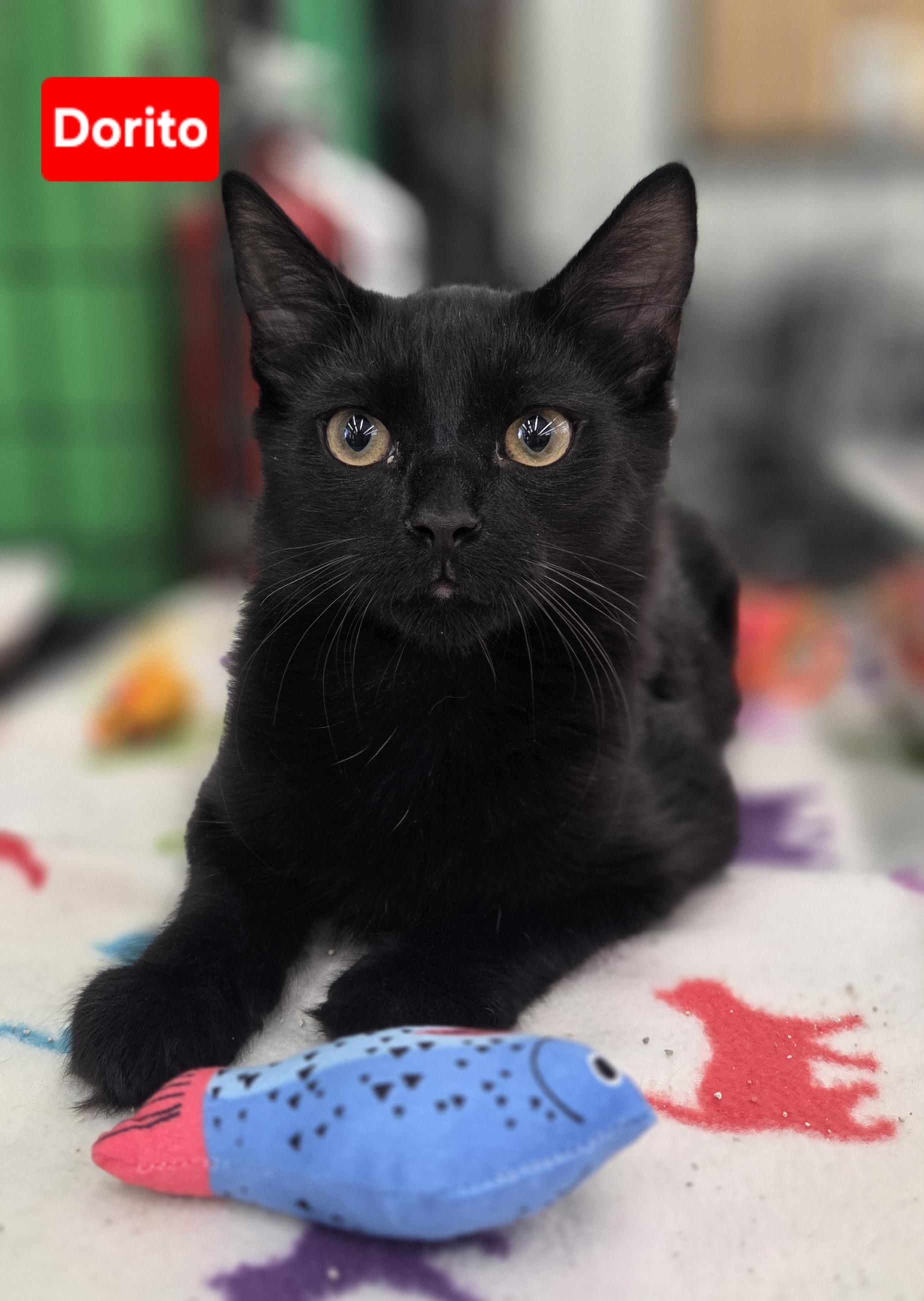 Enlarge Dorito, a ADOPTABLE Domestic Medium Hair in Brighton, MI image 2/5