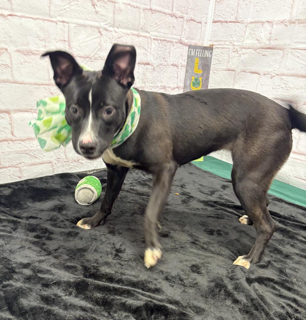 Enlarge Fifi, a Adoptable mixed breed in Detroit, MI image 1/6