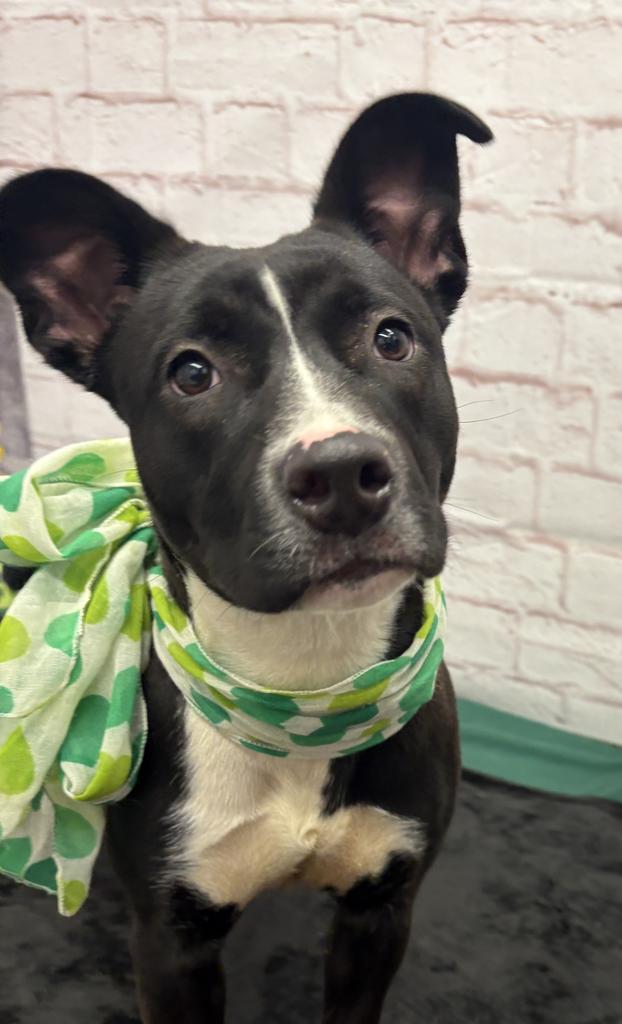 Enlarge Fifi, a Adoptable mixed breed in Detroit, MI image 2/6