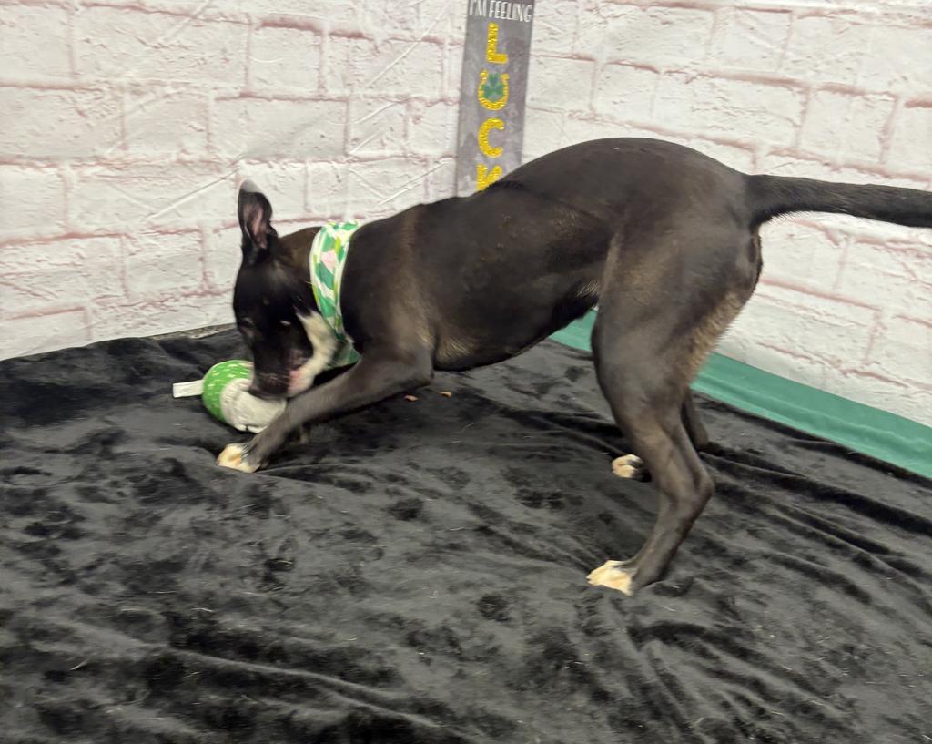 Enlarge Fifi, a Adoptable mixed breed in Detroit, MI image 3/6