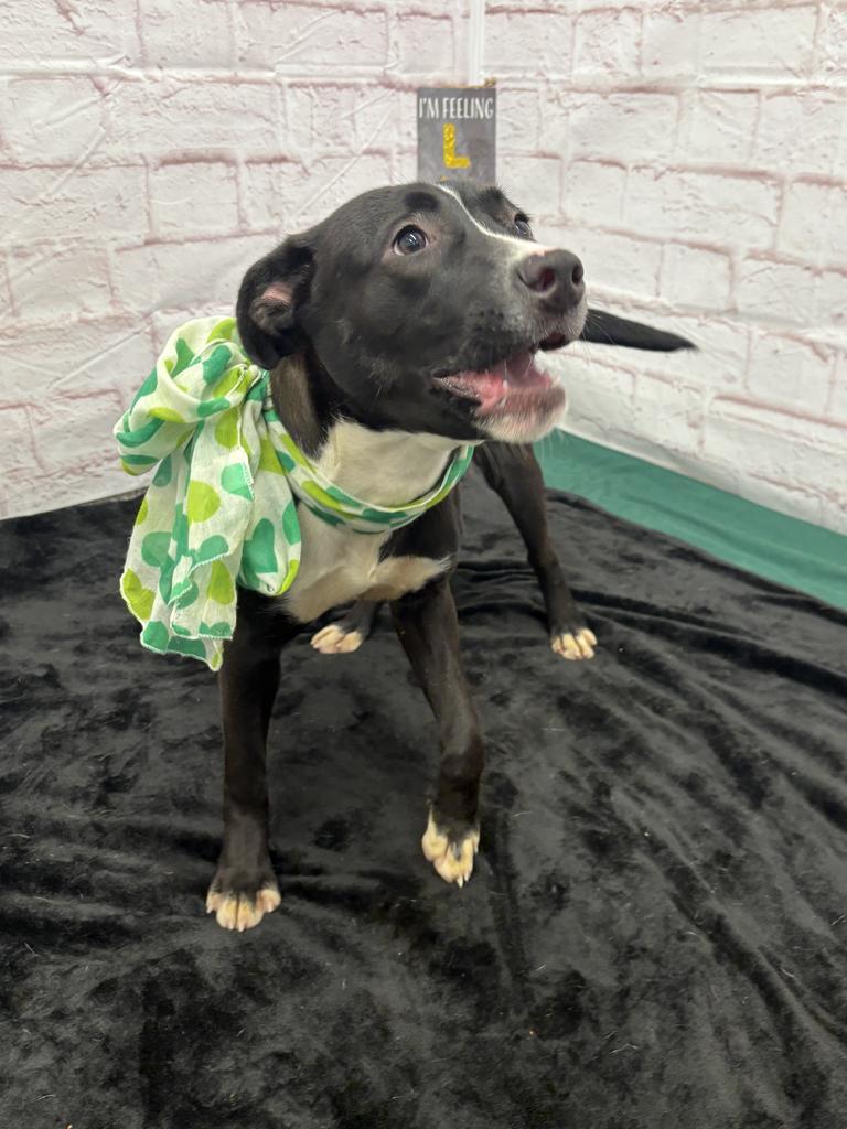 Enlarge Fifi, a Adoptable mixed breed in Detroit, MI image 4/6