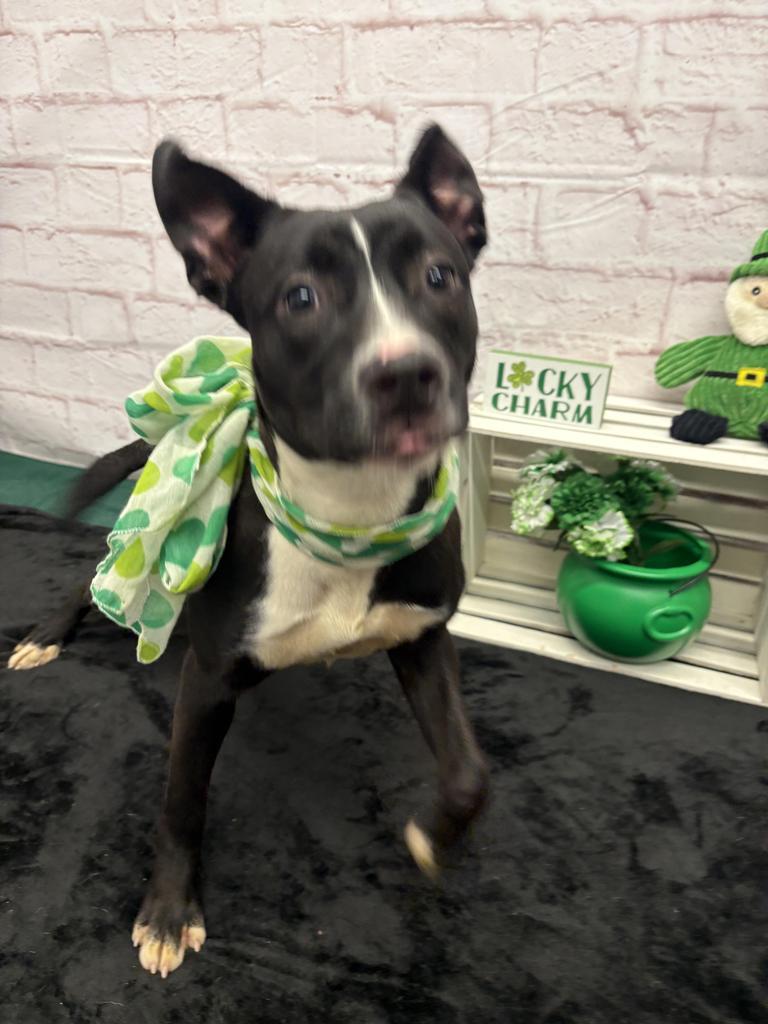 Enlarge Fifi, a Adoptable mixed breed in Detroit, MI image 5/6