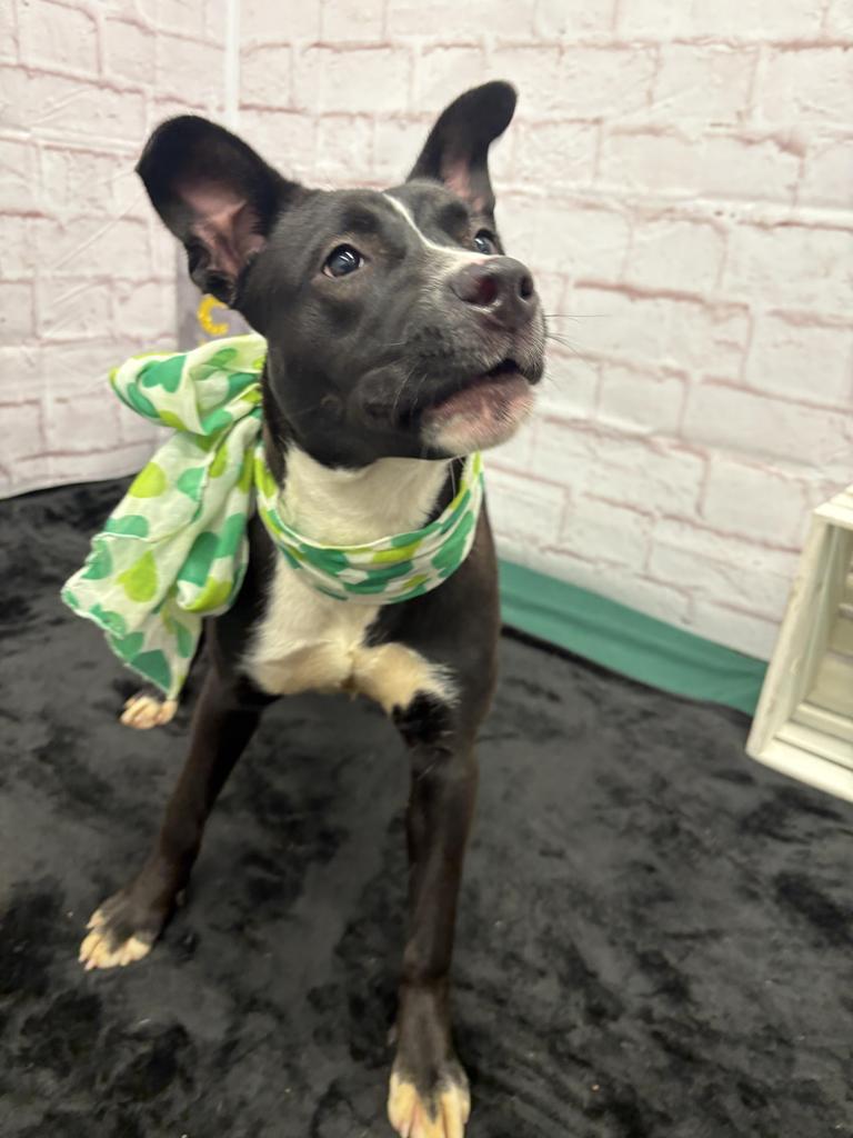 Enlarge Fifi, a Adoptable mixed breed in Detroit, MI image 6/6