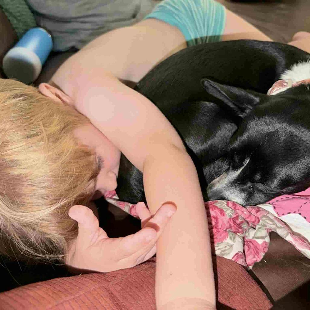 Stella, Adoptable, Young Female Chihuahua.