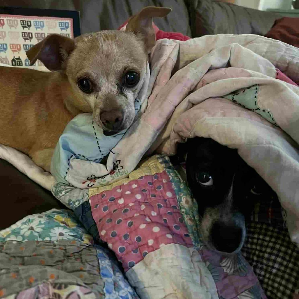 Enlarge Stella, a Adoptable Chihuahua in Katy, TX image 2/6