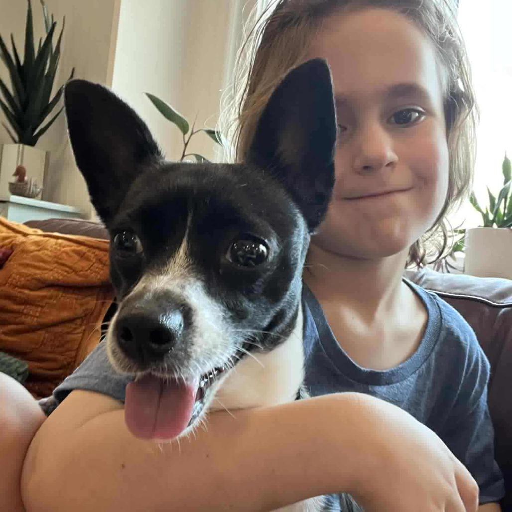 Enlarge Stella, a Adoptable Chihuahua in Katy, TX image 4/6