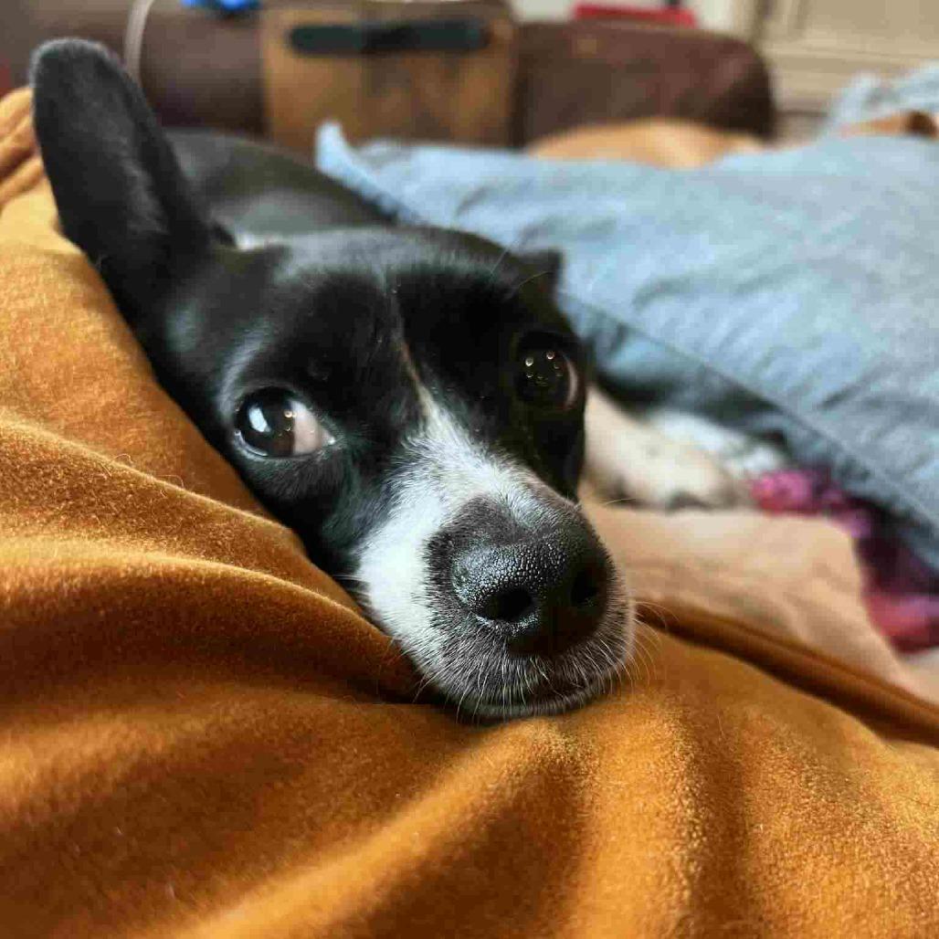 Enlarge Stella, a Adoptable Chihuahua in Katy, TX image 5/6