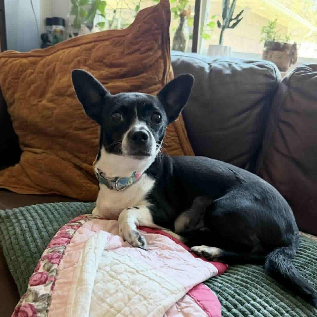 Stella, a Adoptable Chihuahua in Katy, TX image 5/6