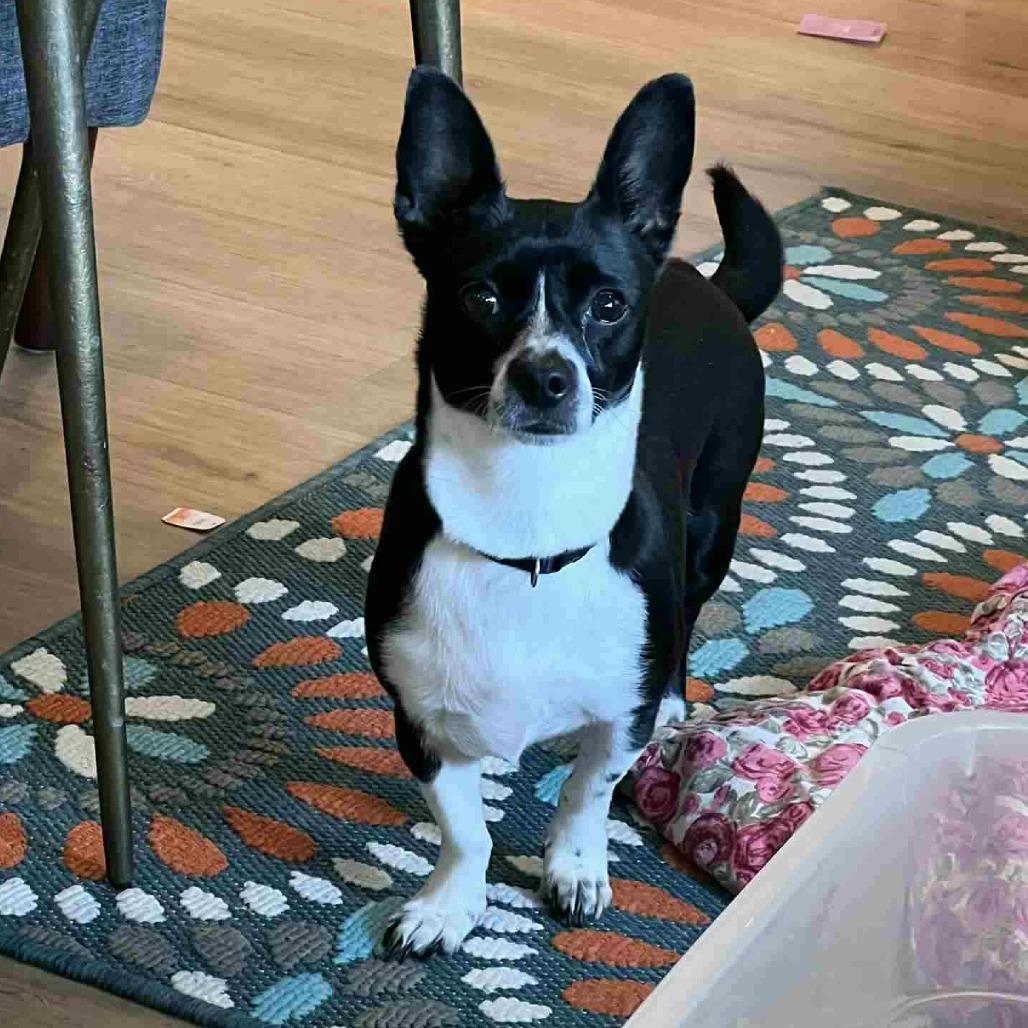 Stella, a Adoptable Chihuahua in Katy, TX image 6/6