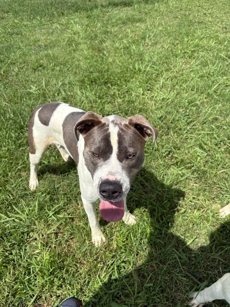 Roco, Adoptable, Adult Male Mixed Breed.