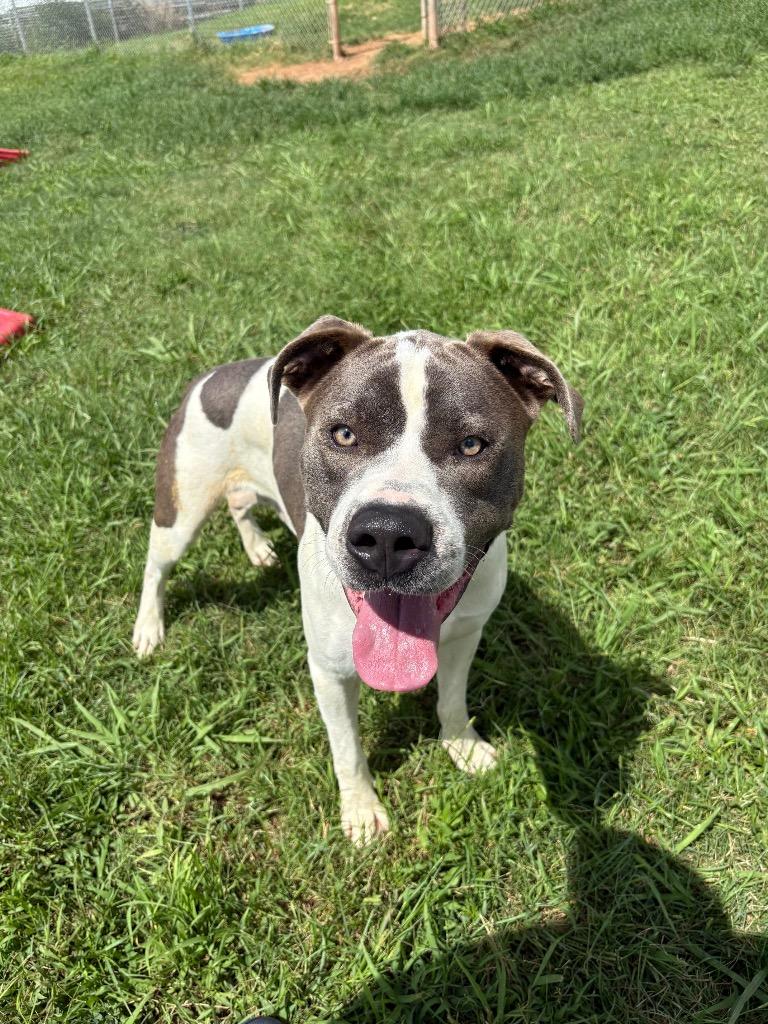 Roco, Adoptable, Adult Male Mixed Breed.