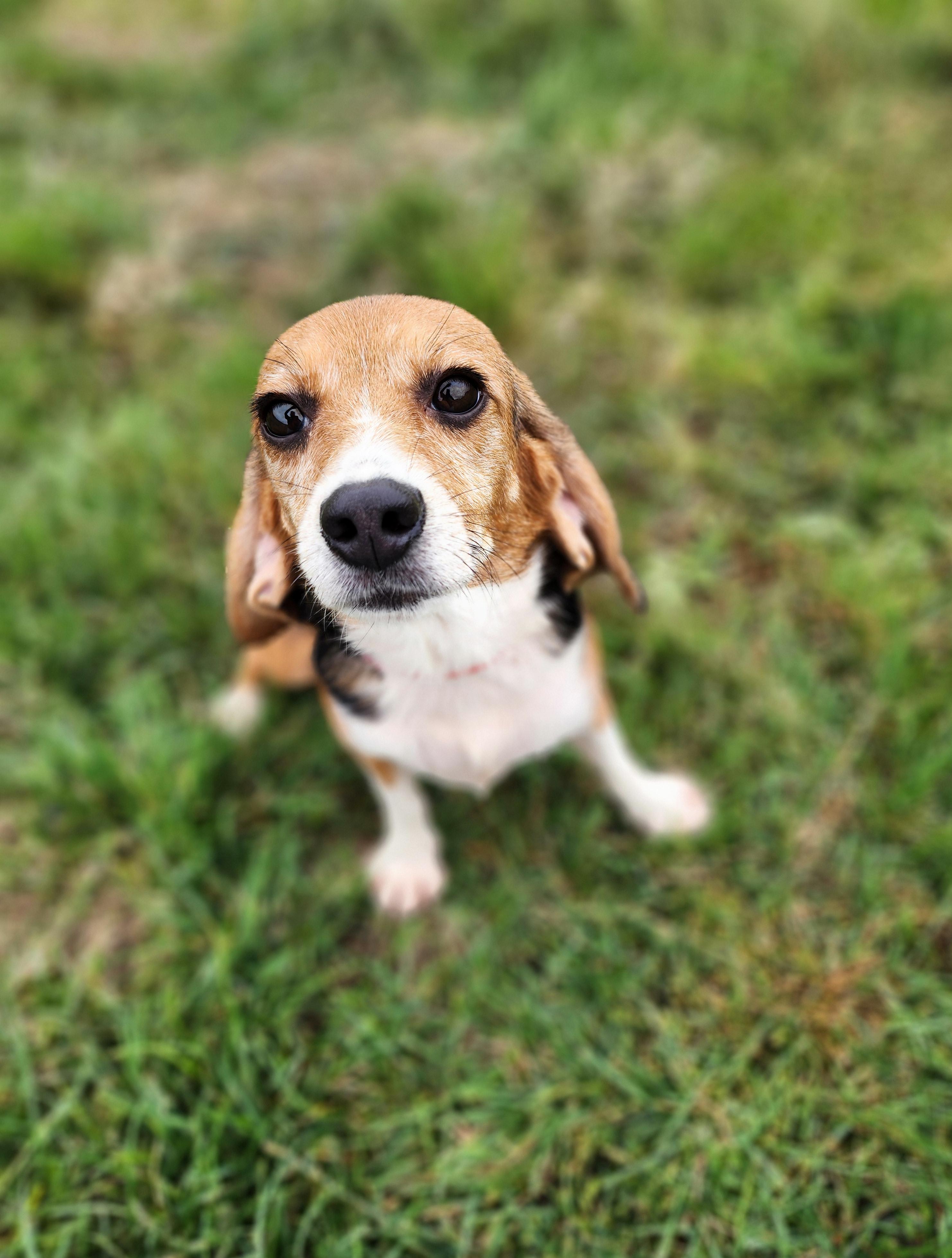 Gertrude, an adoptable Beagle in Hartville, WY, 82215 | Photo Image 1