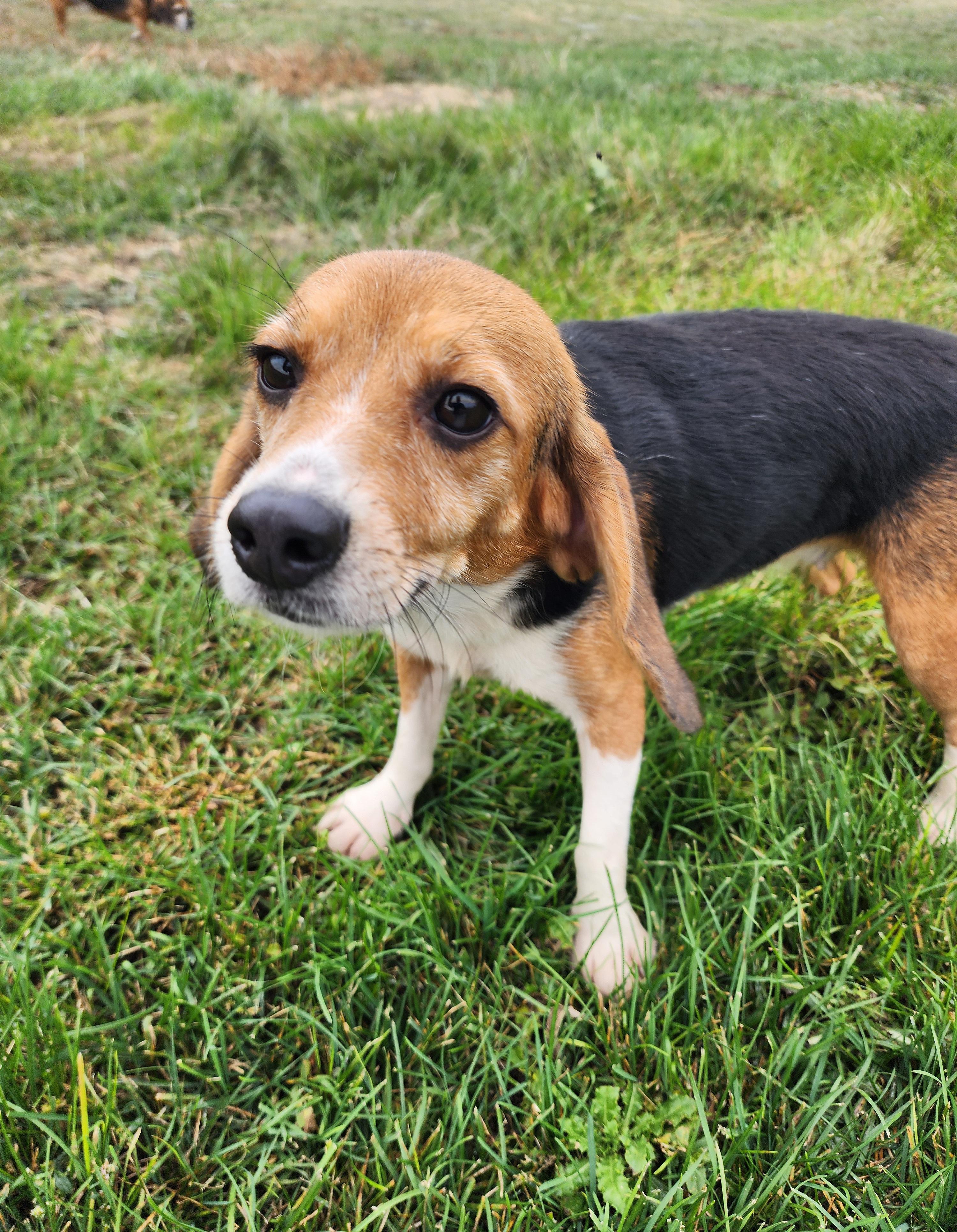 Gertrude, an adoptable Beagle in Hartville, WY, 82215 | Photo Image 3
