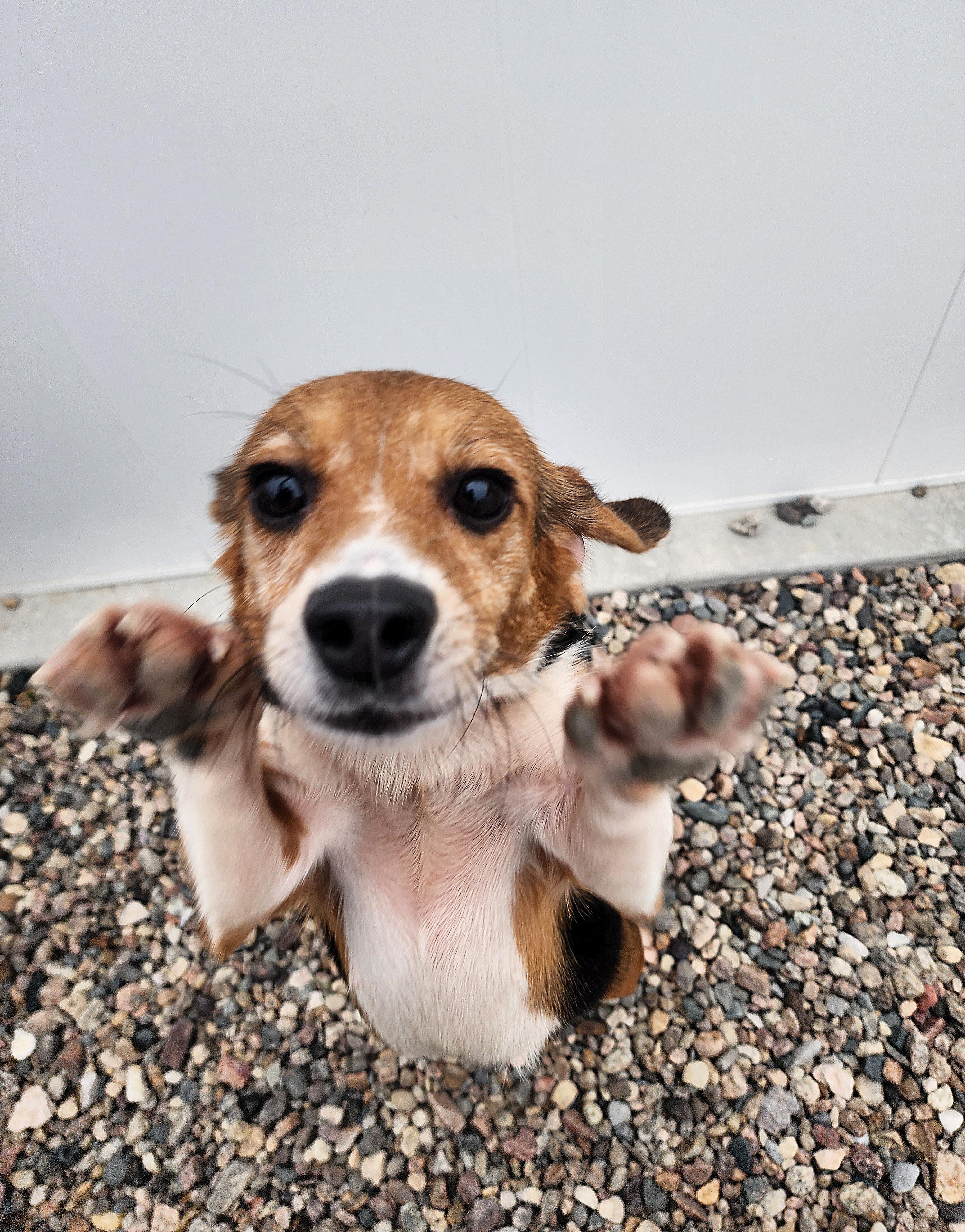 Gertrude, an adoptable Beagle in Hartville, WY, 82215 | Photo Image 2