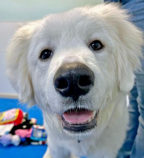 Enlarge Tommy, an adopted Great Pyrenees in Amery, WI image 1/1