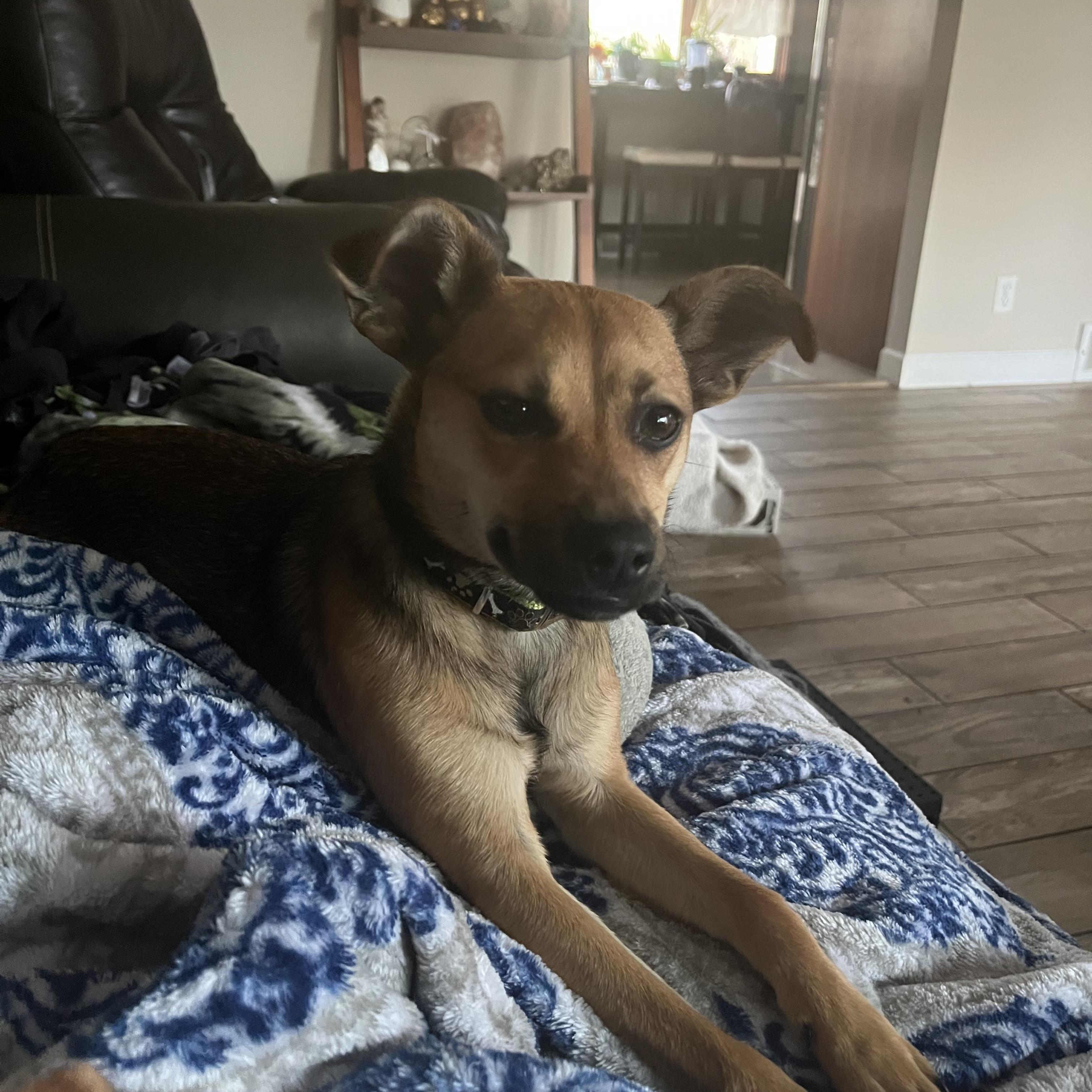 Enlarge Tudy , a Adoptable mixed breed in Crystal Lake, IL image 3/5