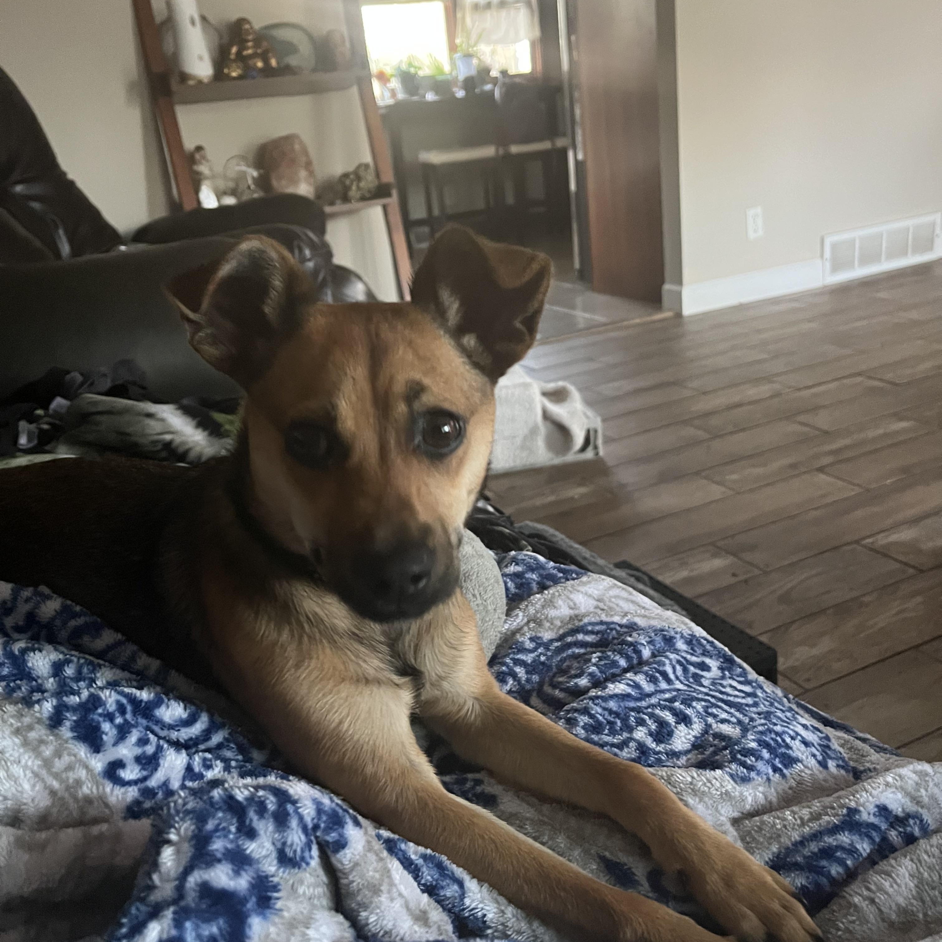 Tudy , Adoptable, Young Female Chihuahua.