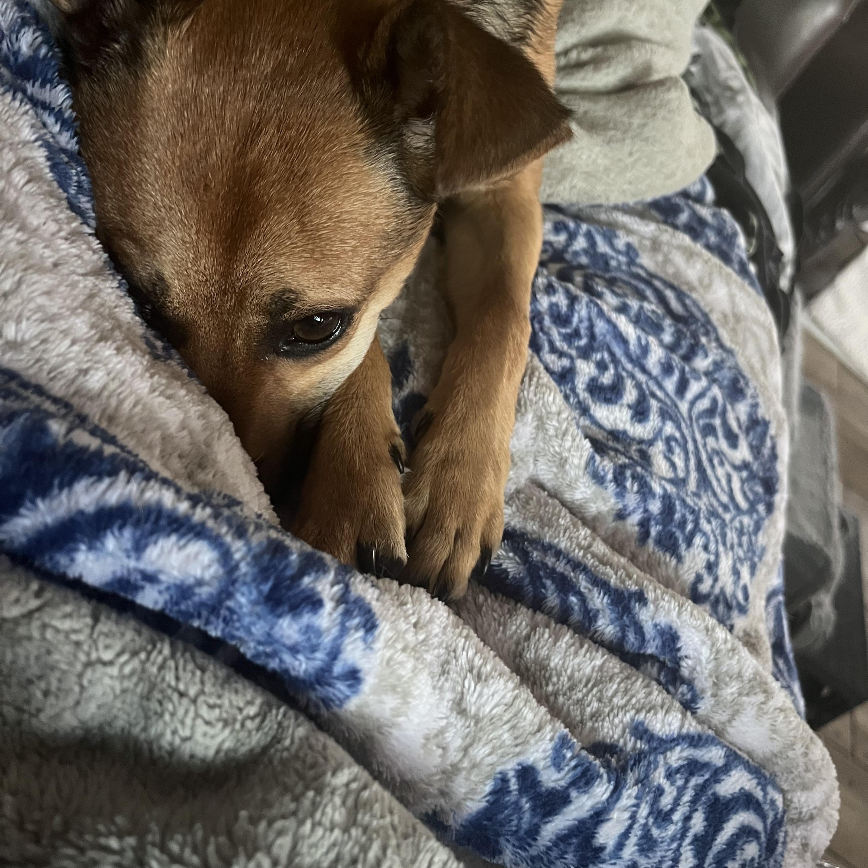 Enlarge Tudy , a Adoptable mixed breed in Crystal Lake, IL image 4/5