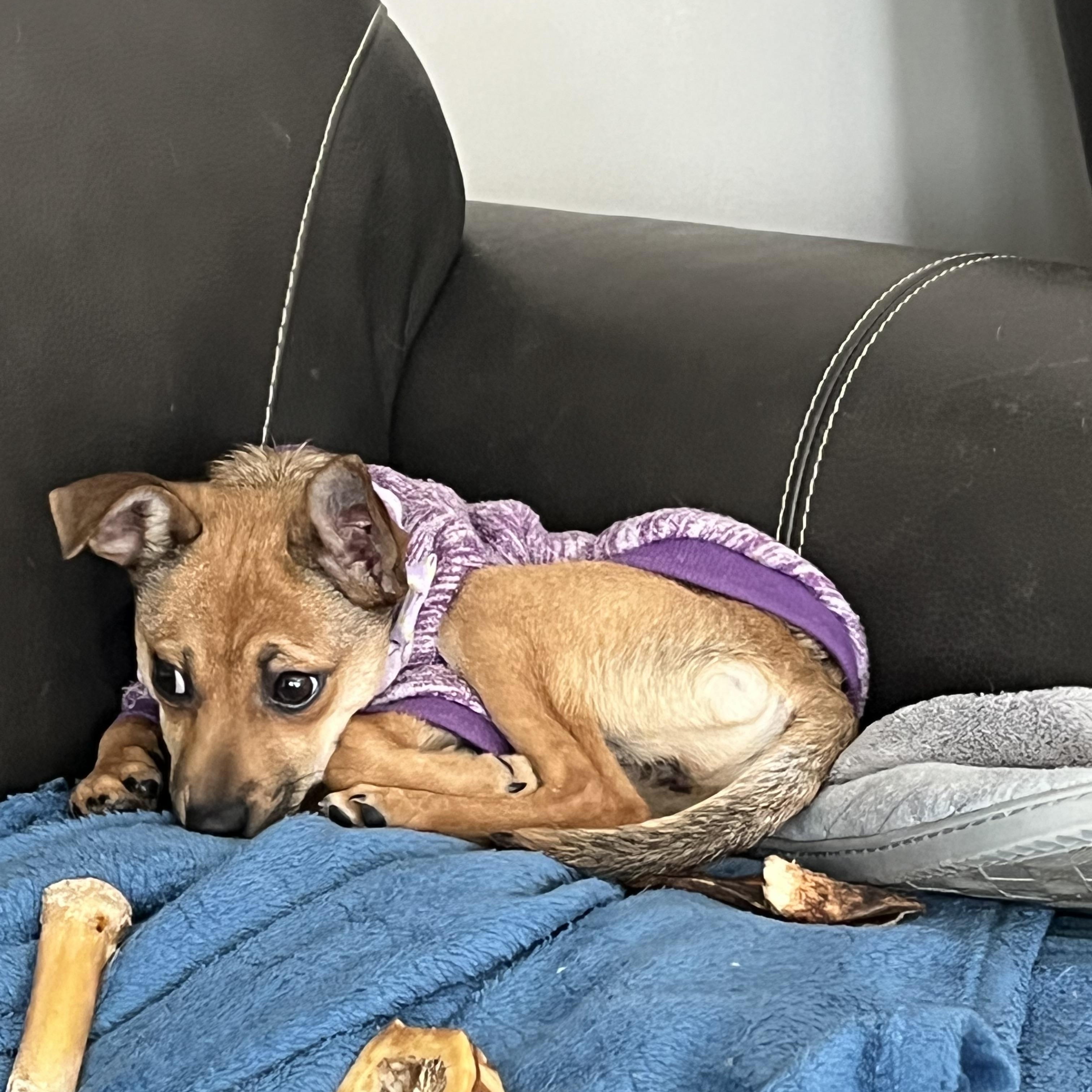 Enlarge Tudy , a Adoptable mixed breed in Crystal Lake, IL image 5/5