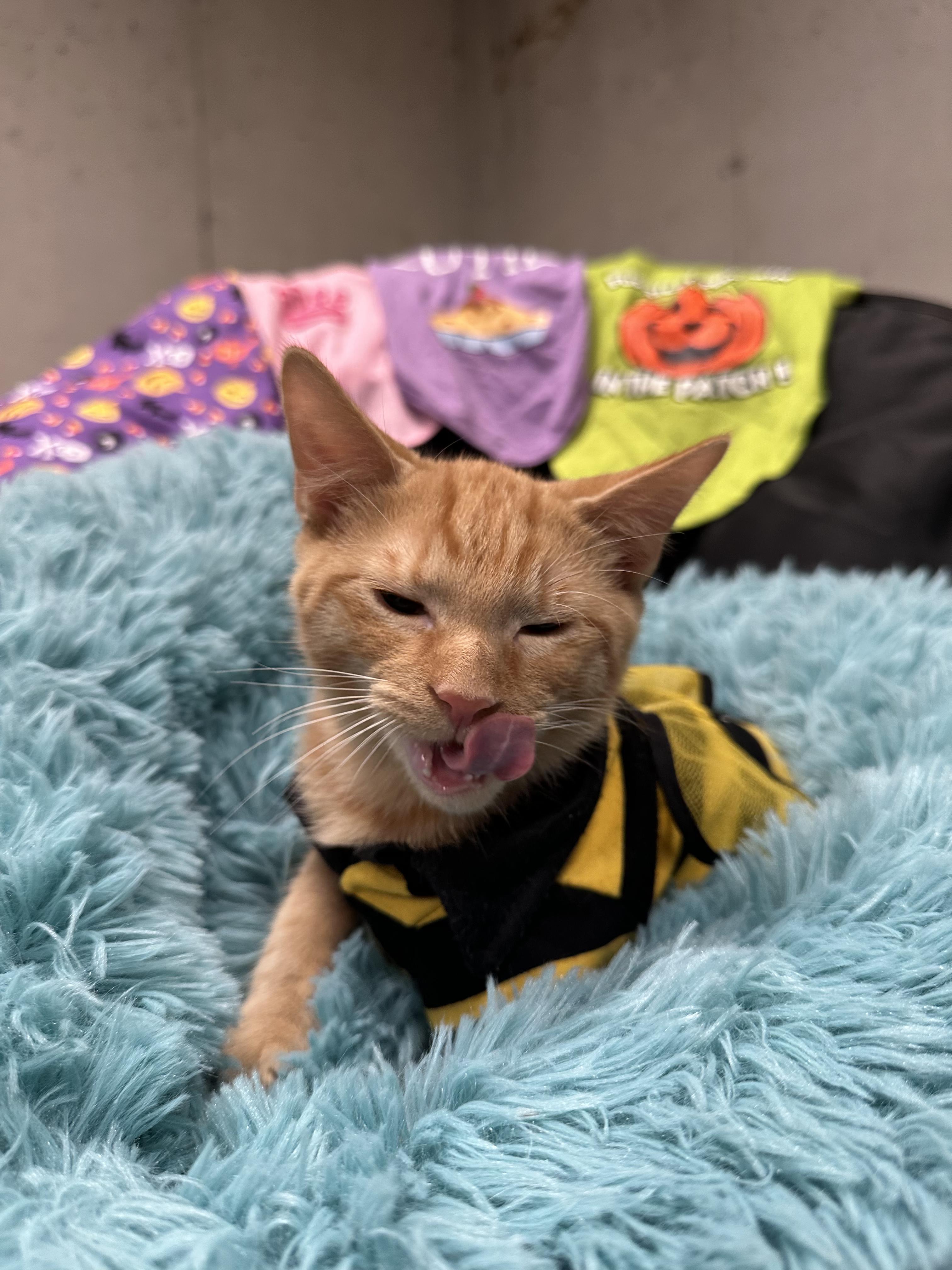 Gingersnap thumbnail 6