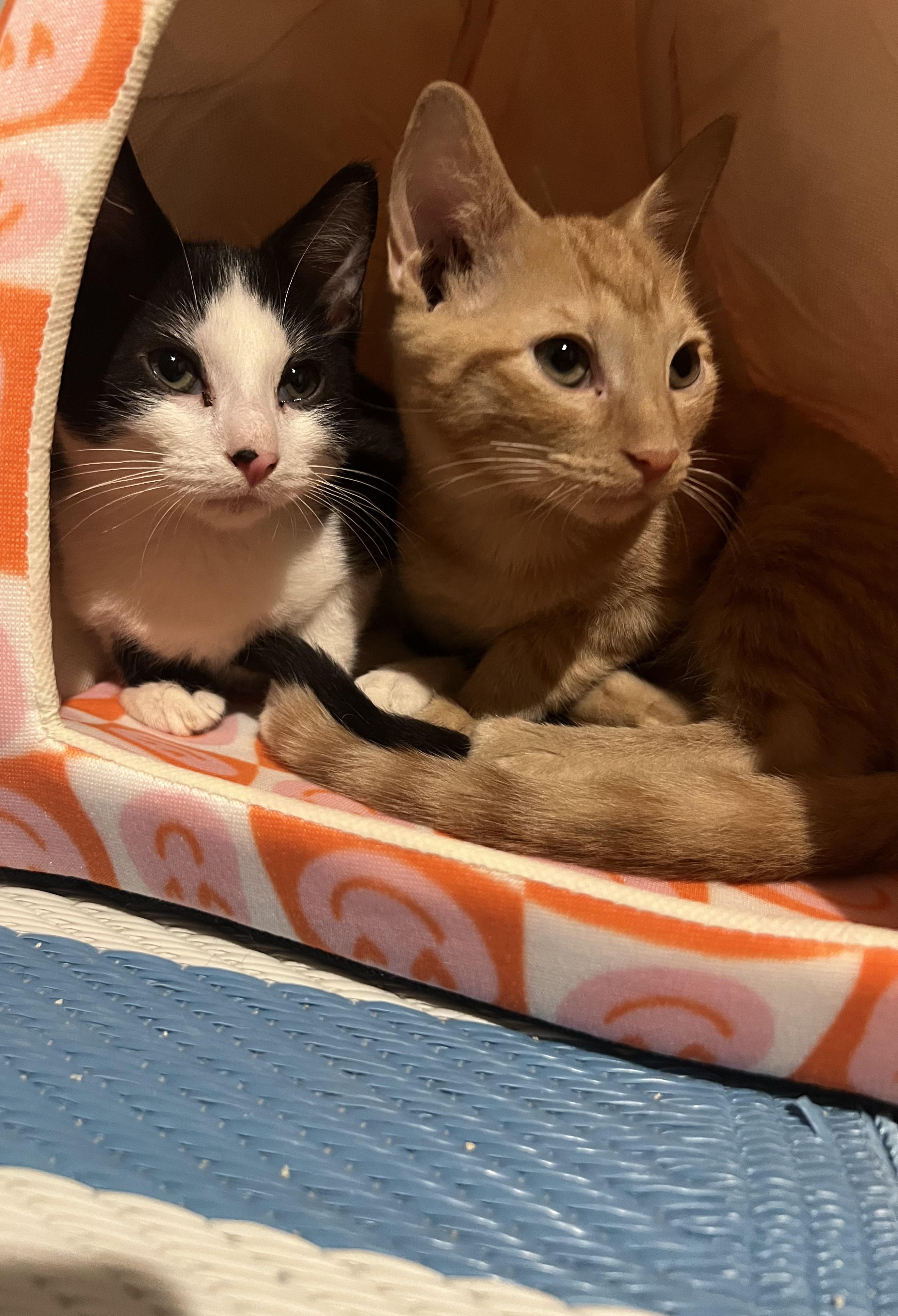 Gingersnap thumbnail 4