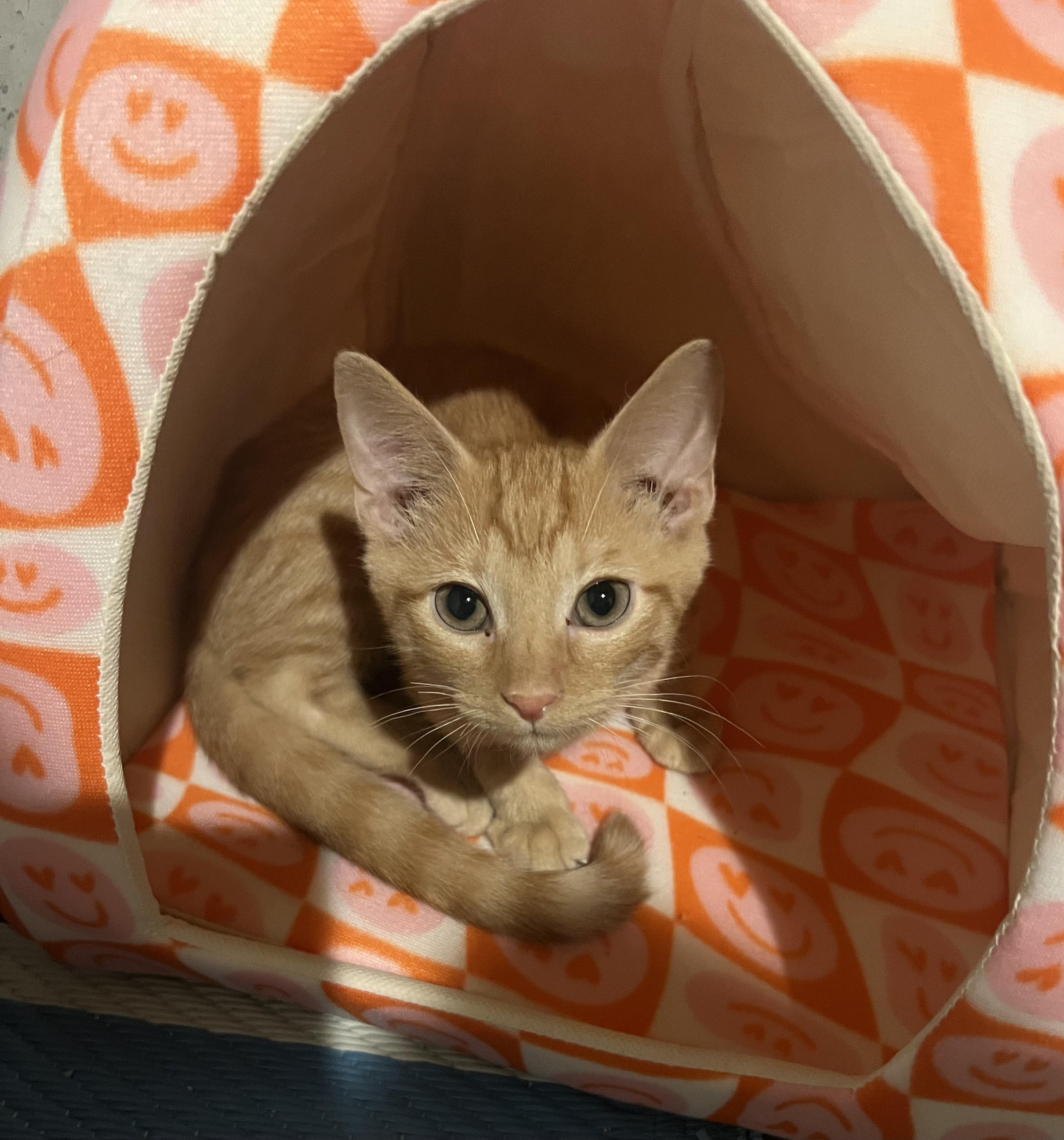 Gingersnap thumbnail 2