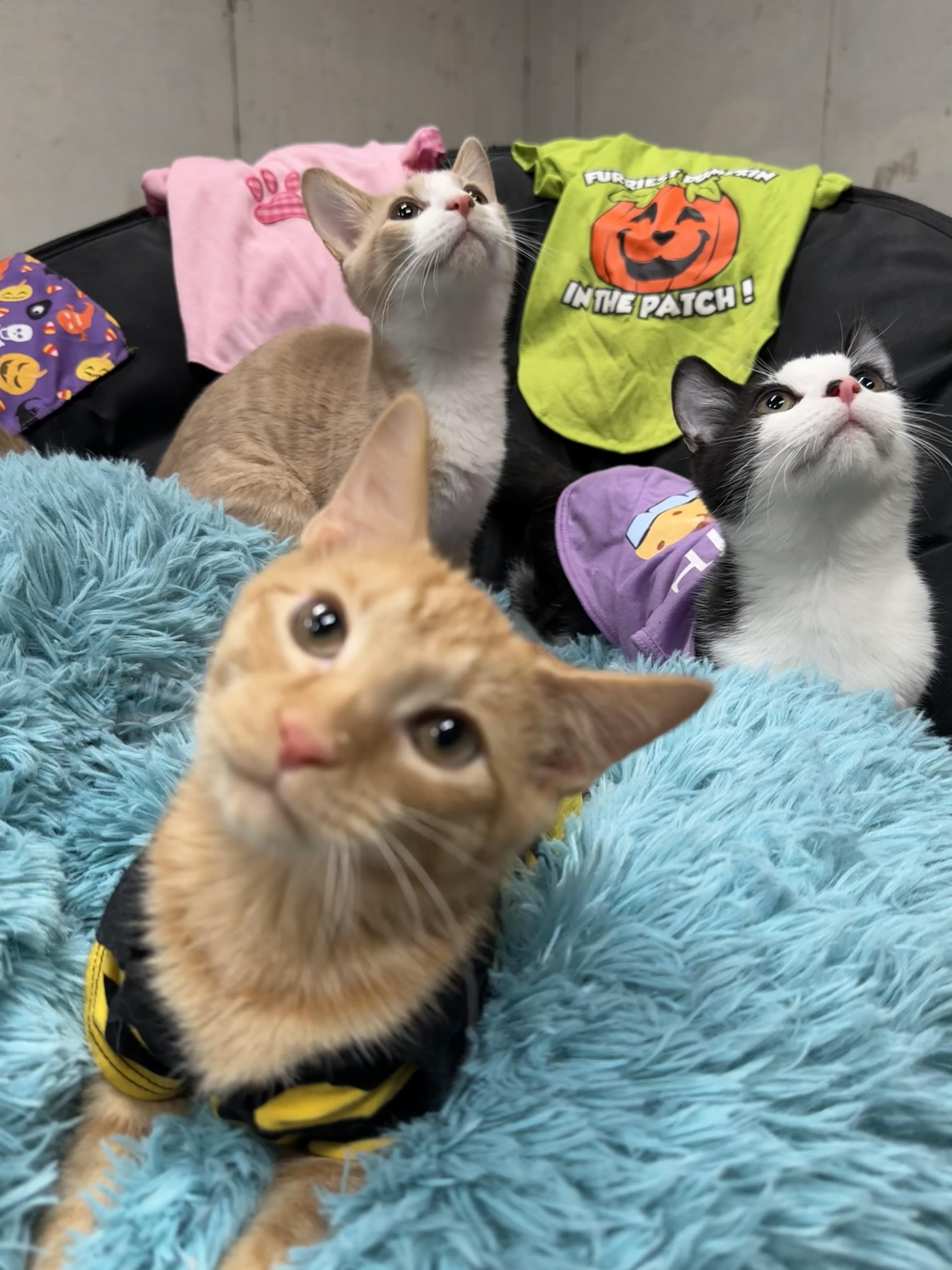 Gingersnap thumbnail 5