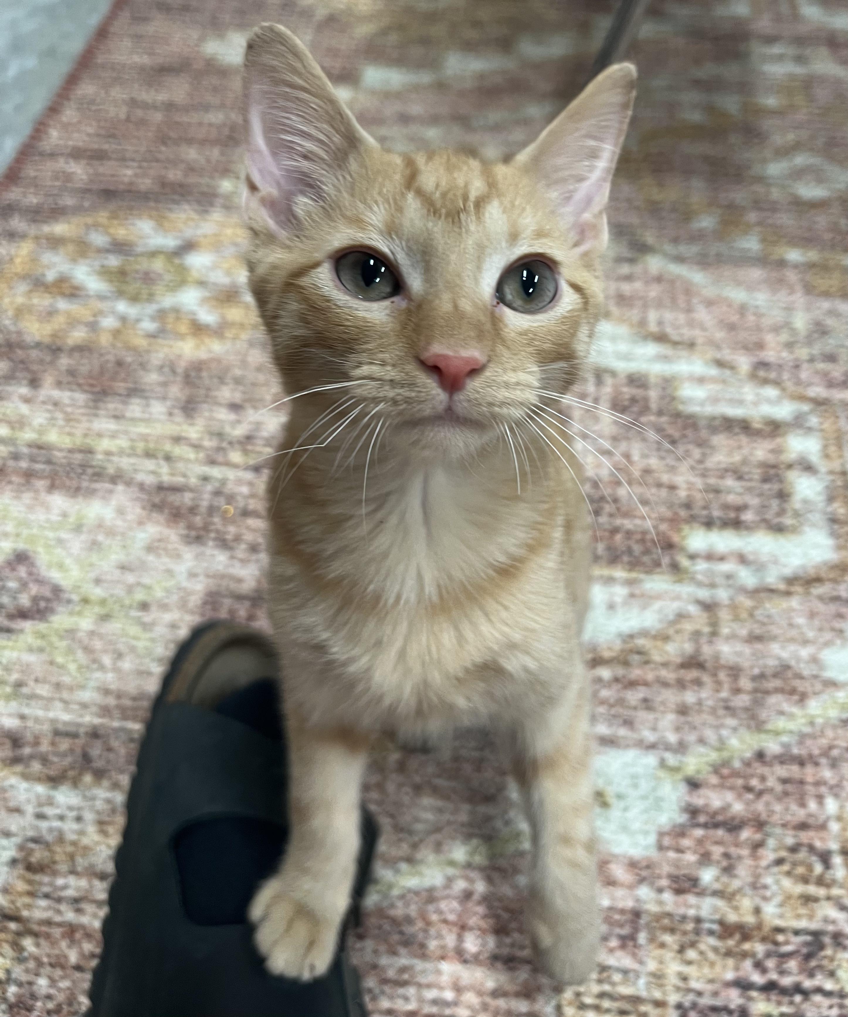 Gingersnap thumbnail 3