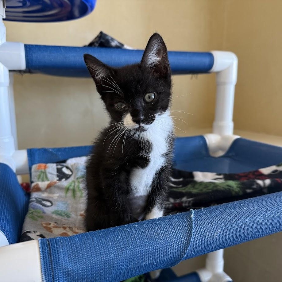 Zola