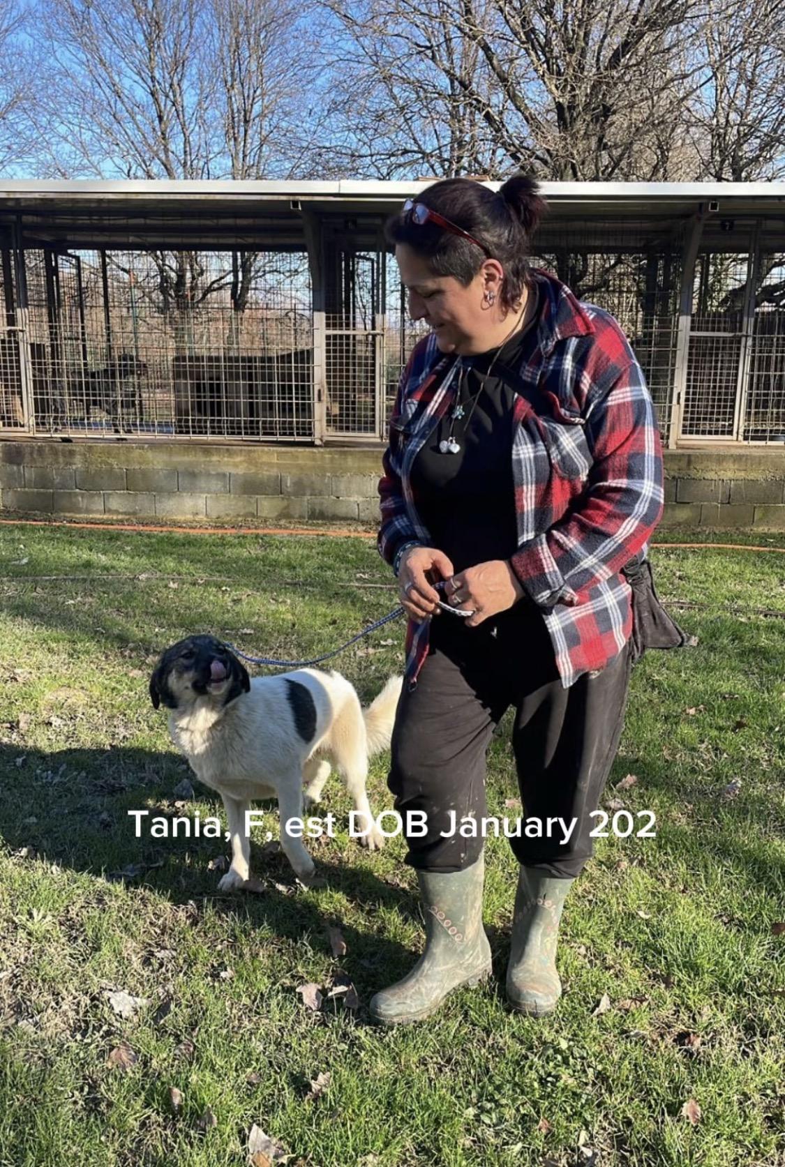 Enlarge Tania, a Adoptable mixed breed in silver spring, MD image 2/3