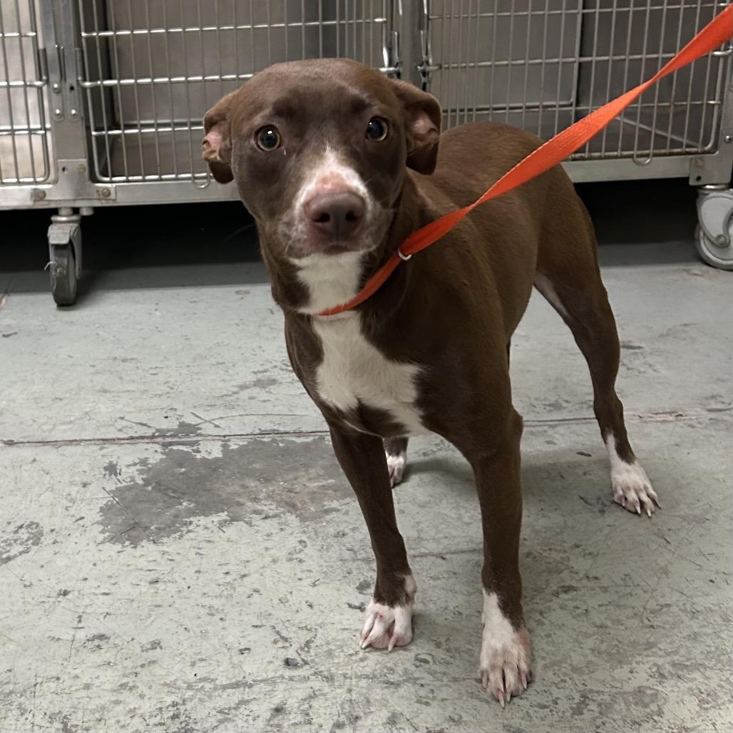 Pypper, Adoptable, Young Female Chihuahua & Mixed Breed.