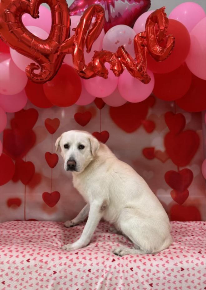 Enlarge OLLIE, a Adoptable mixed breed in Houston, TX image 1/1