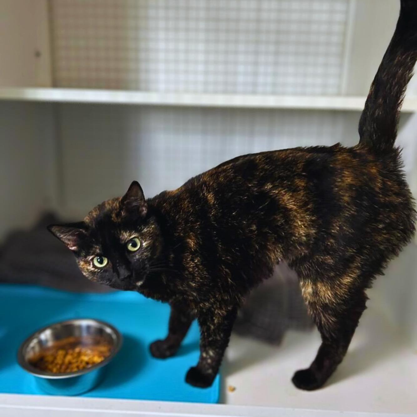 Enlarge Canela, a Adoptable Domestic Short Hair in College Park, MD image 2/4