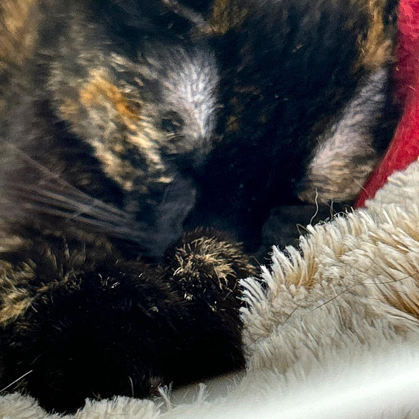 Enlarge Canela, a Adoptable Domestic Short Hair in College Park, MD image 3/4