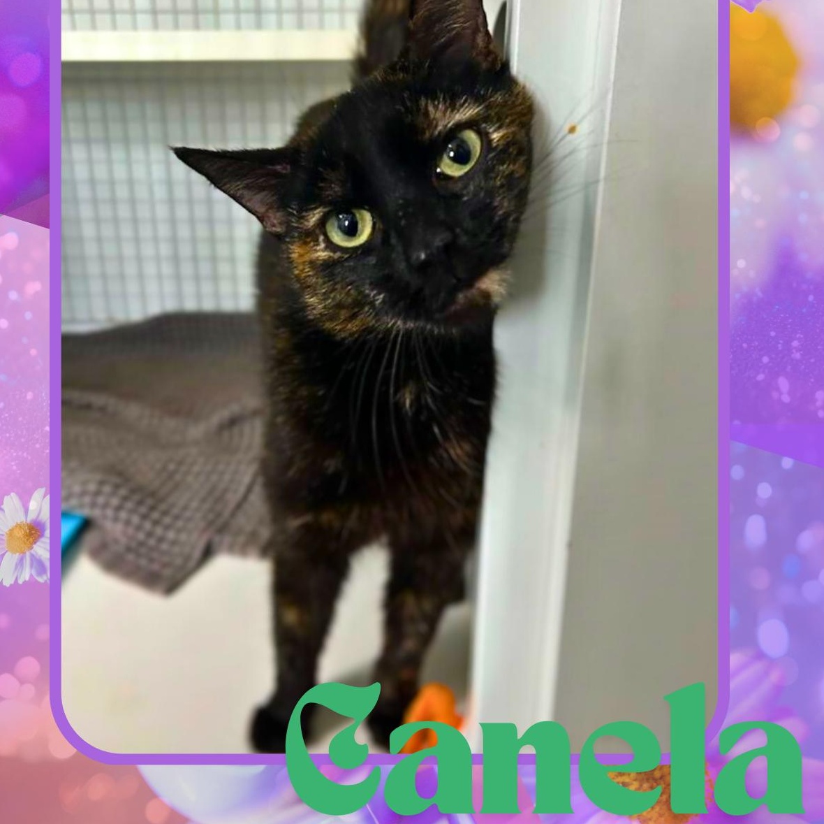 Enlarge Canela, a Adoptable Domestic Short Hair in College Park, MD image 1/4