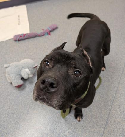 Enlarge Malfoy, a Adoptable mixed breed in Westland, MI image 1/2