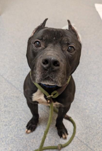 Enlarge Malfoy, a Adoptable mixed breed in Westland, MI image 2/2