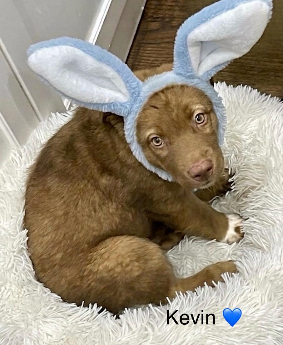 Enlarge Kevin, a Adoptable mixed breed in Rockwall, TX image 1/5