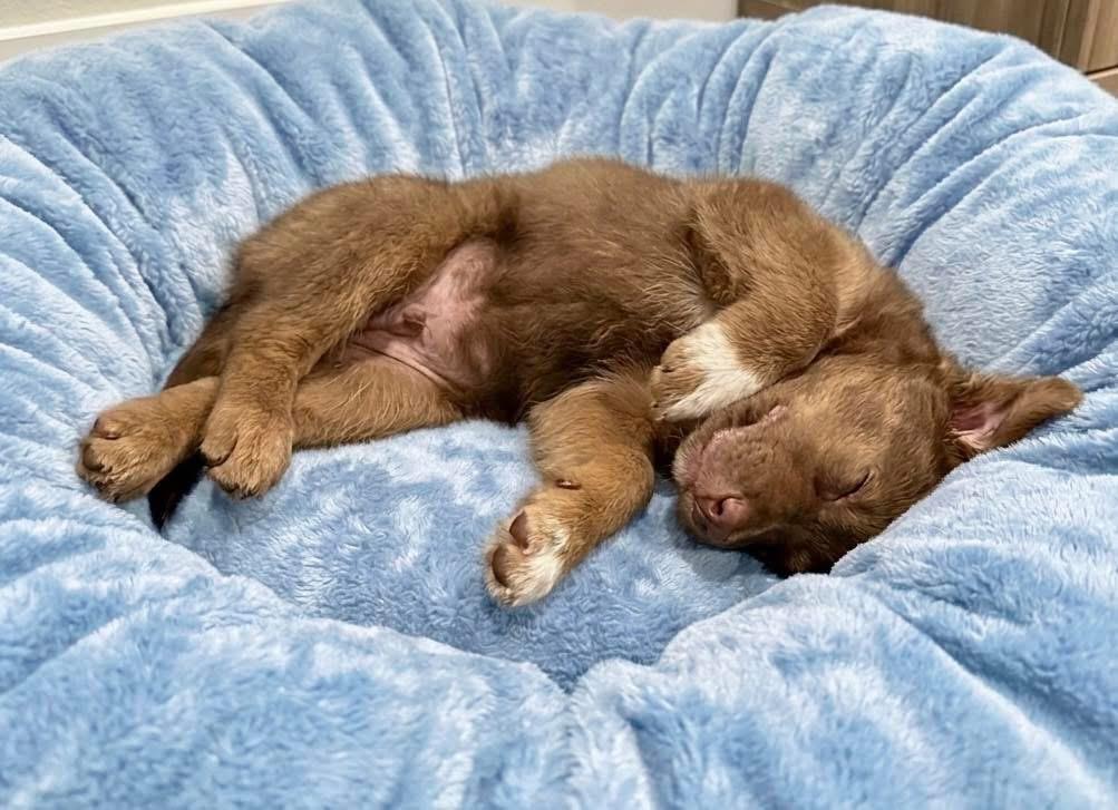 Enlarge Kevin, a Adoptable mixed breed in Rockwall, TX image 3/5