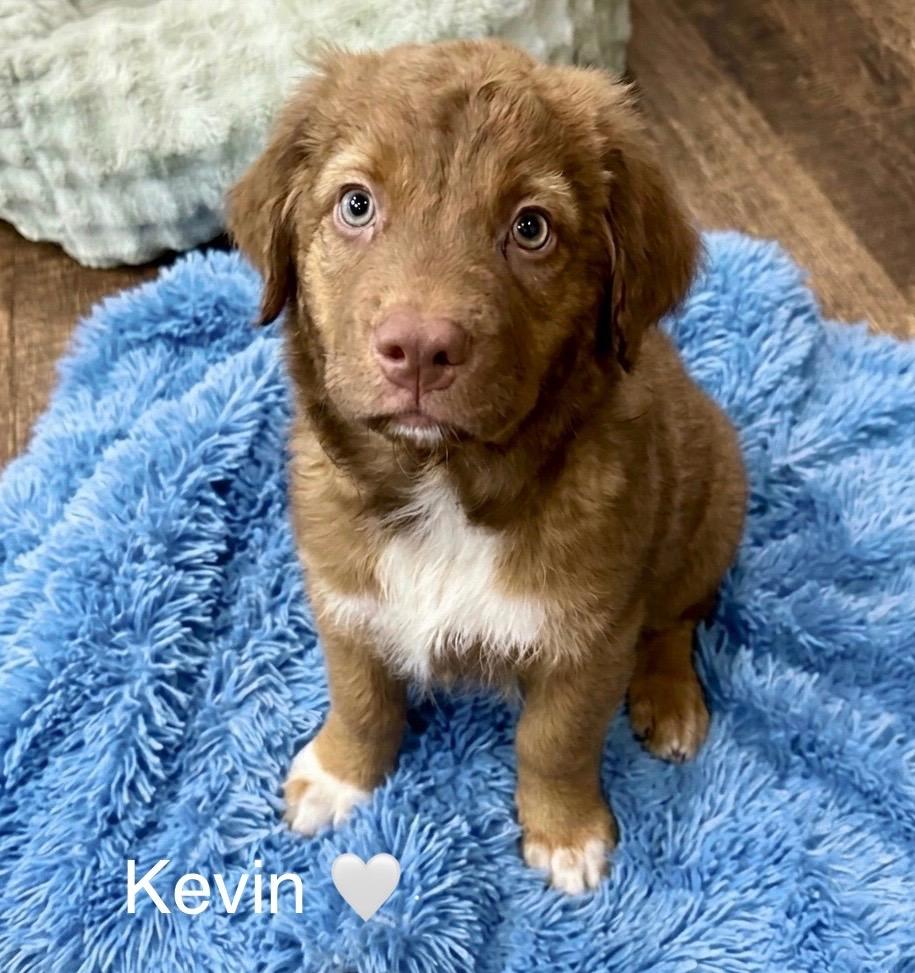 Enlarge Kevin, a Adoptable mixed breed in Rockwall, TX image 2/5
