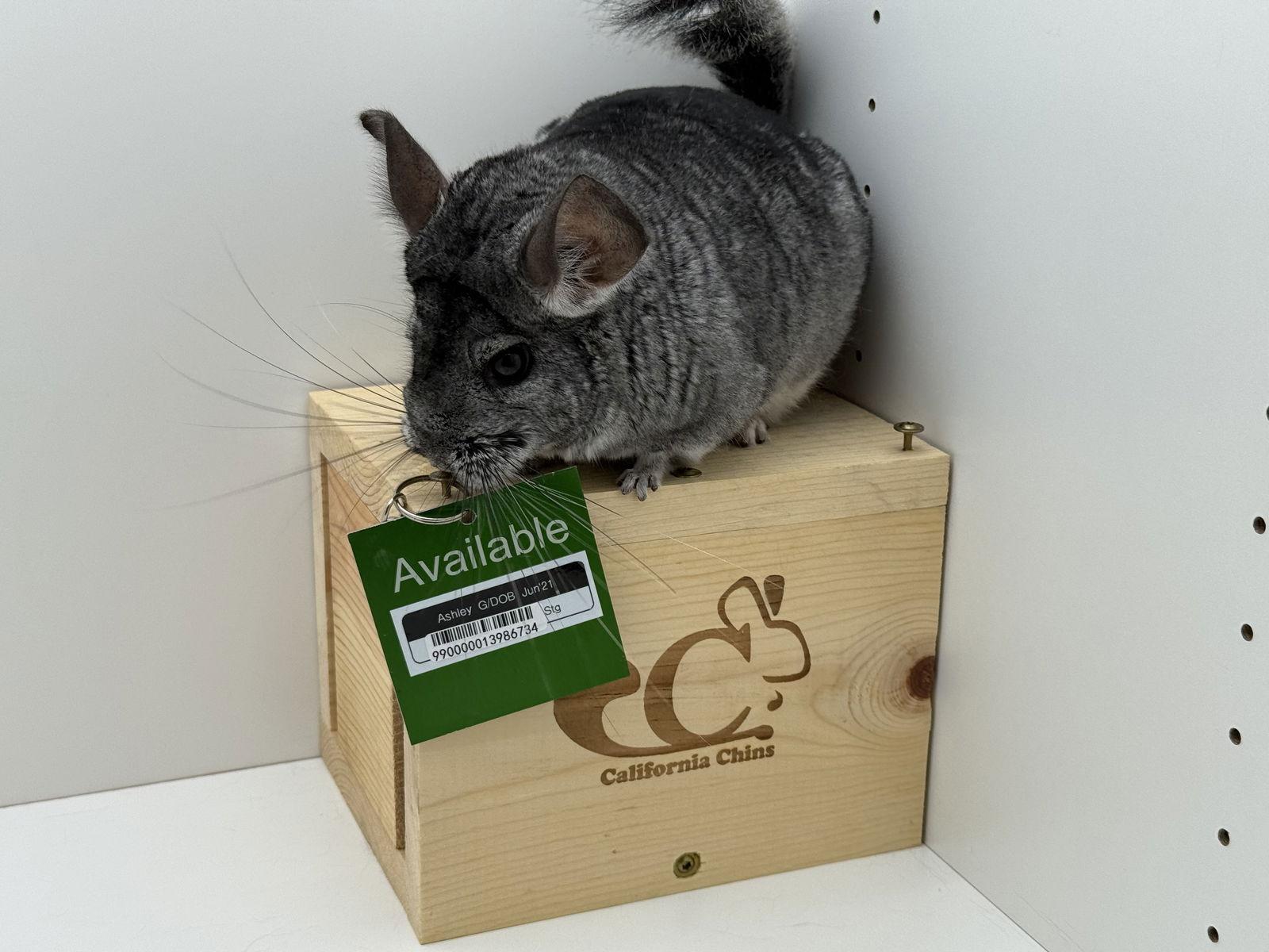 Ashley, Adoptable, Adult Female Chinchilla.