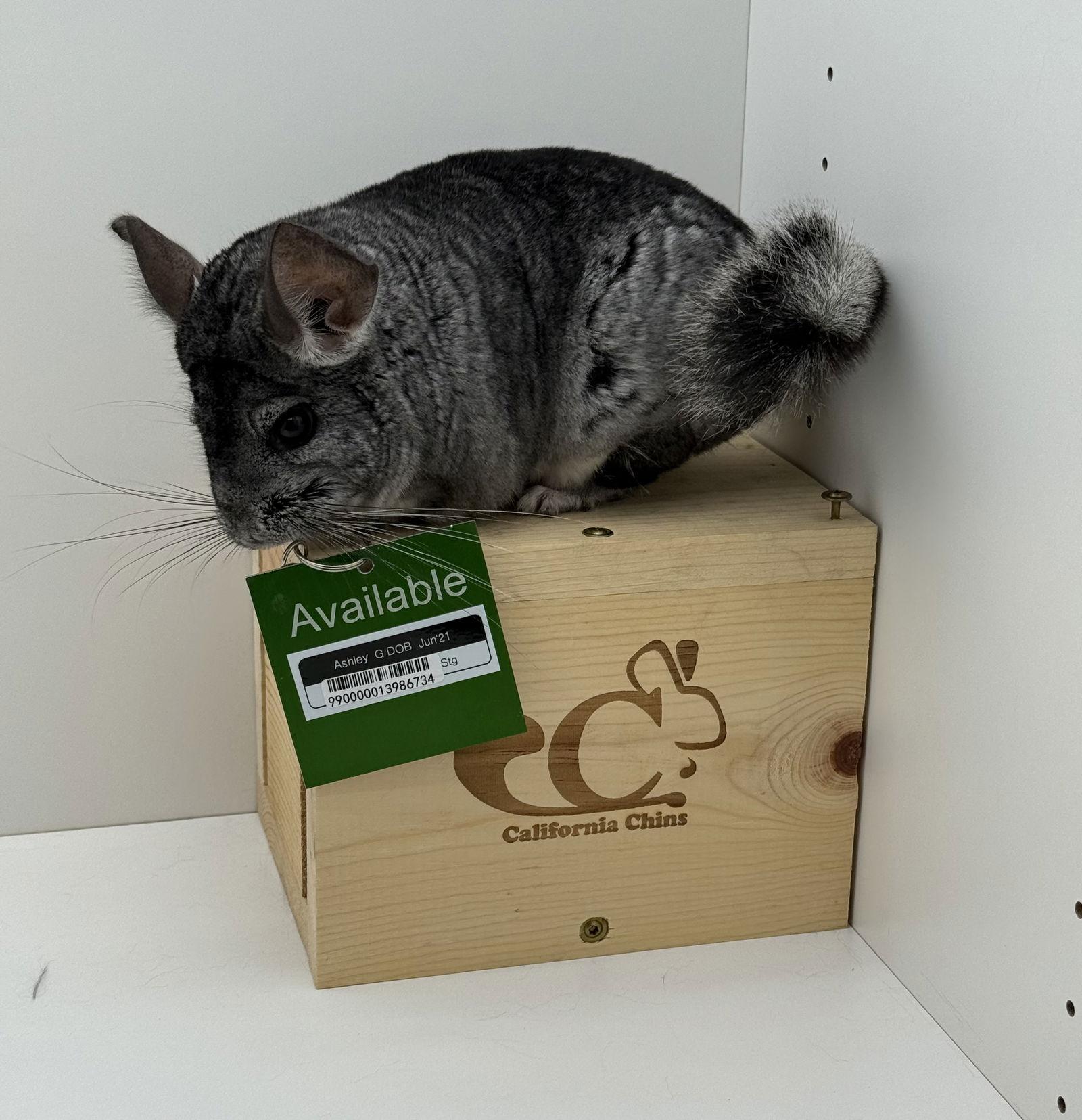Enlarge Ashley, a Adoptable Chinchilla in Sunnyvale, CA image 2/3