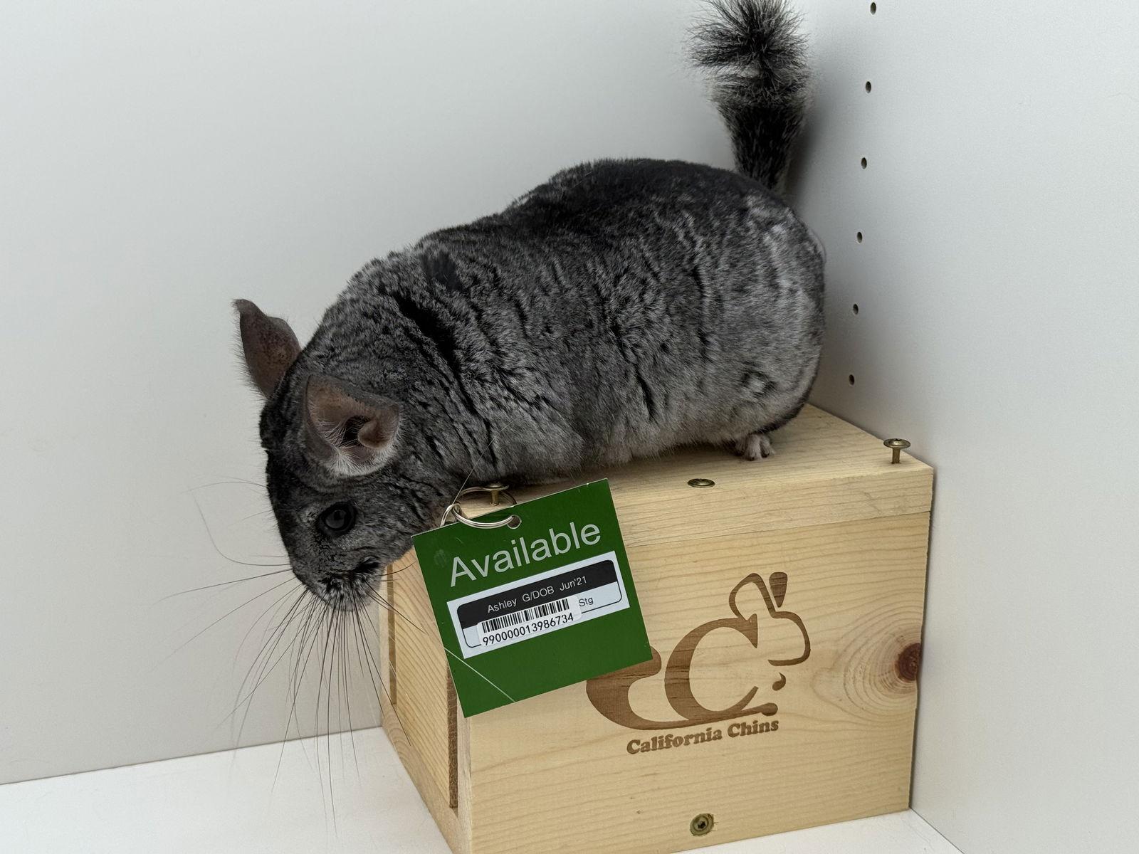 Enlarge Ashley, a Adoptable Chinchilla in Sunnyvale, CA image 3/3
