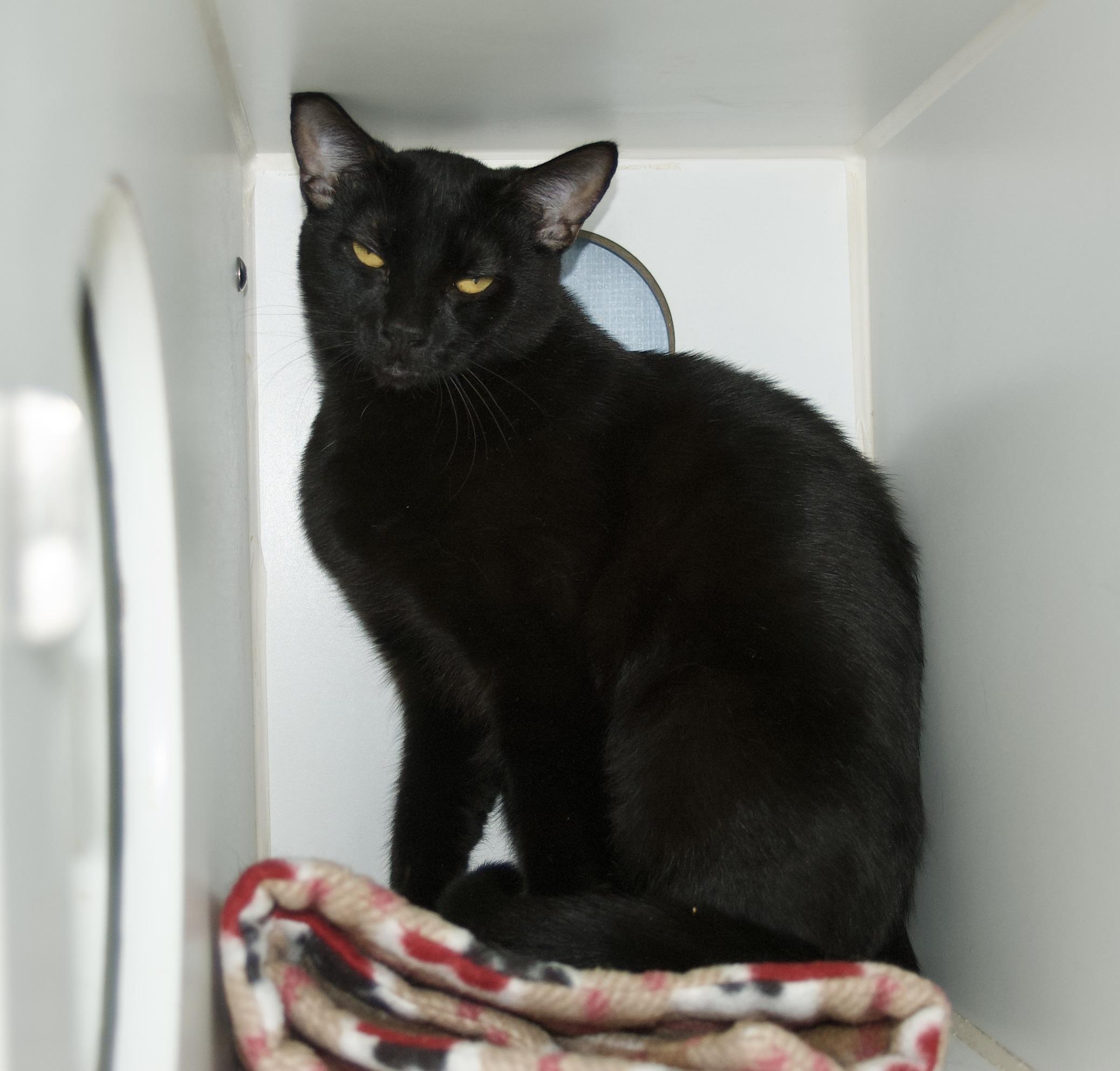 Ocean, a Adoptable Domestic Short Hair in Grass Valley, CA image 1/5