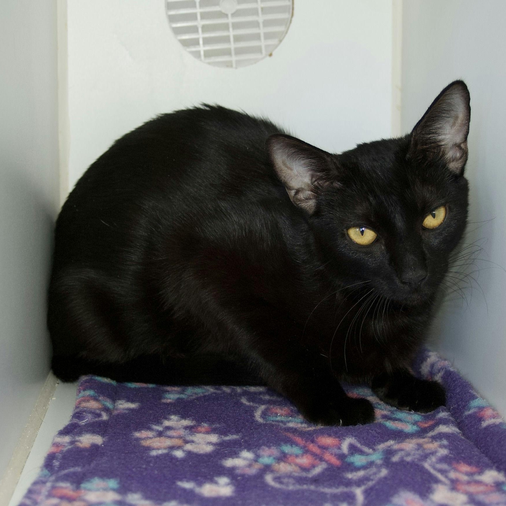 Ocean, a Adoptable Domestic Short Hair in Grass Valley, CA image 2/5